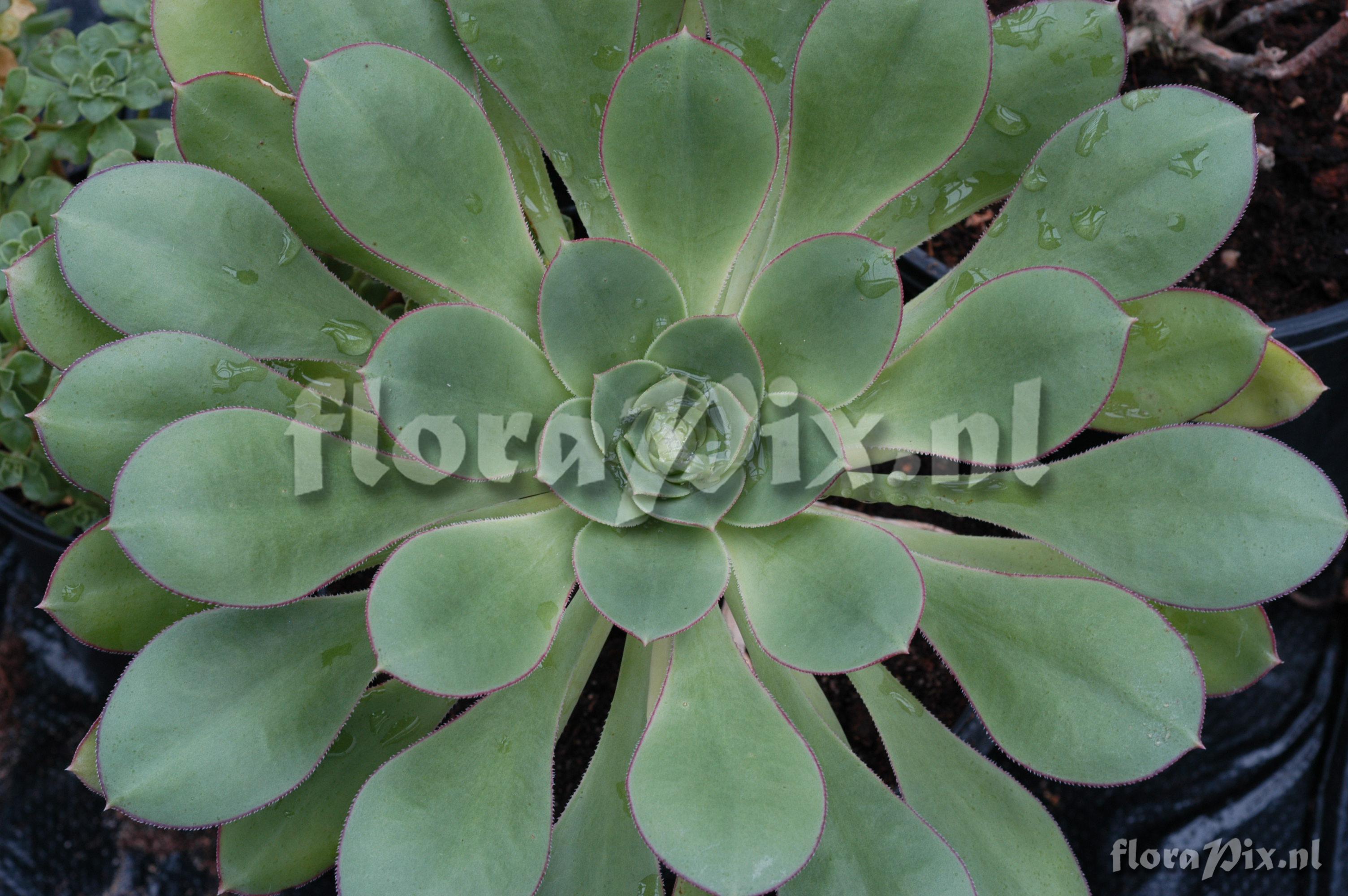 Aeonium urbicum