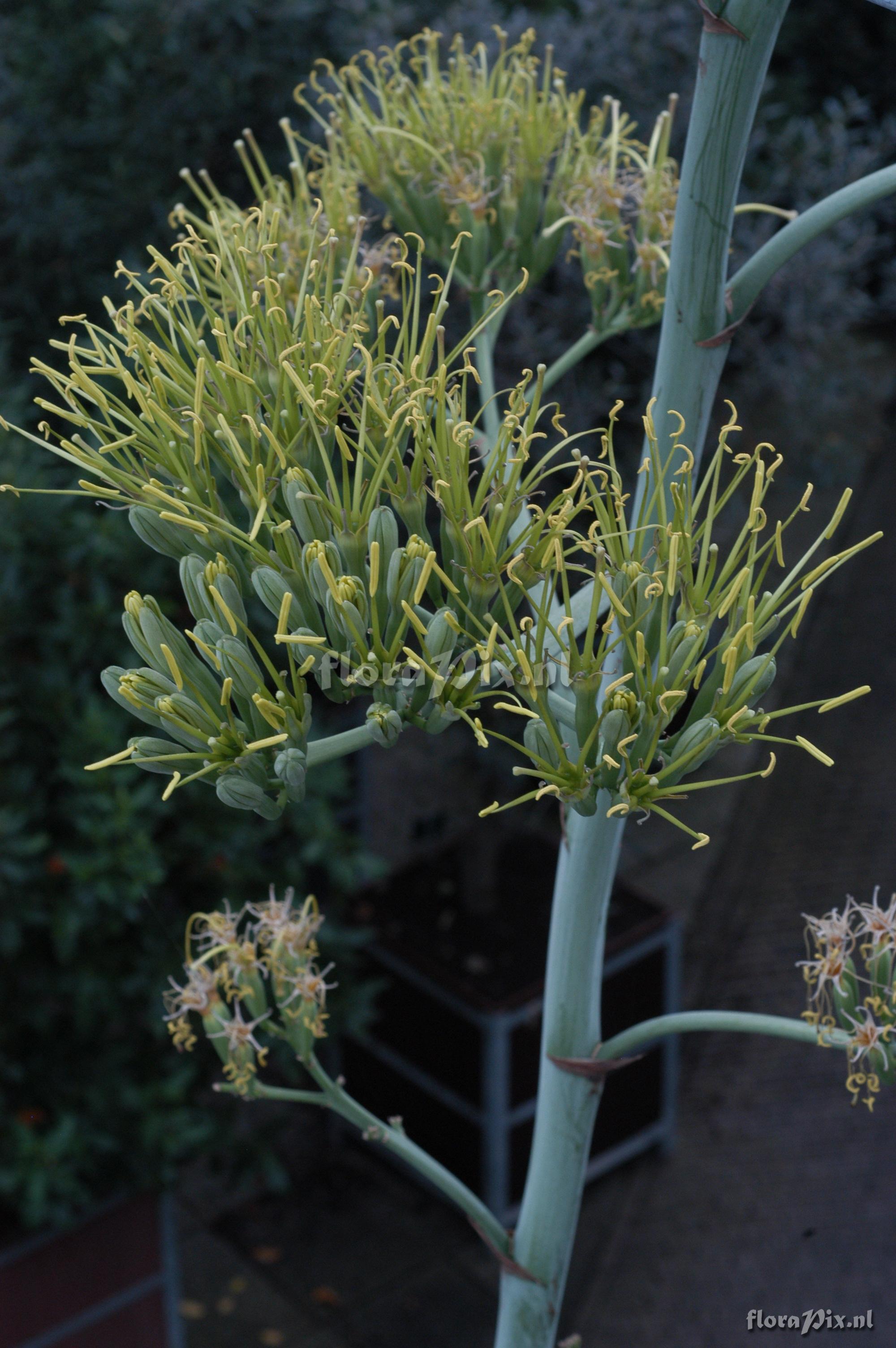 Agave fourcroydes