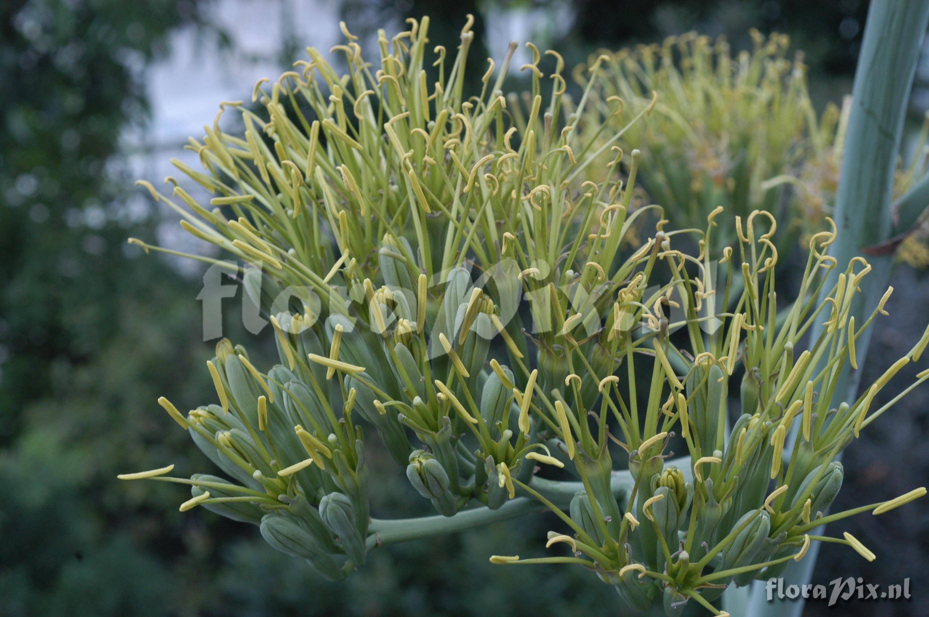 Agave fourcroydes