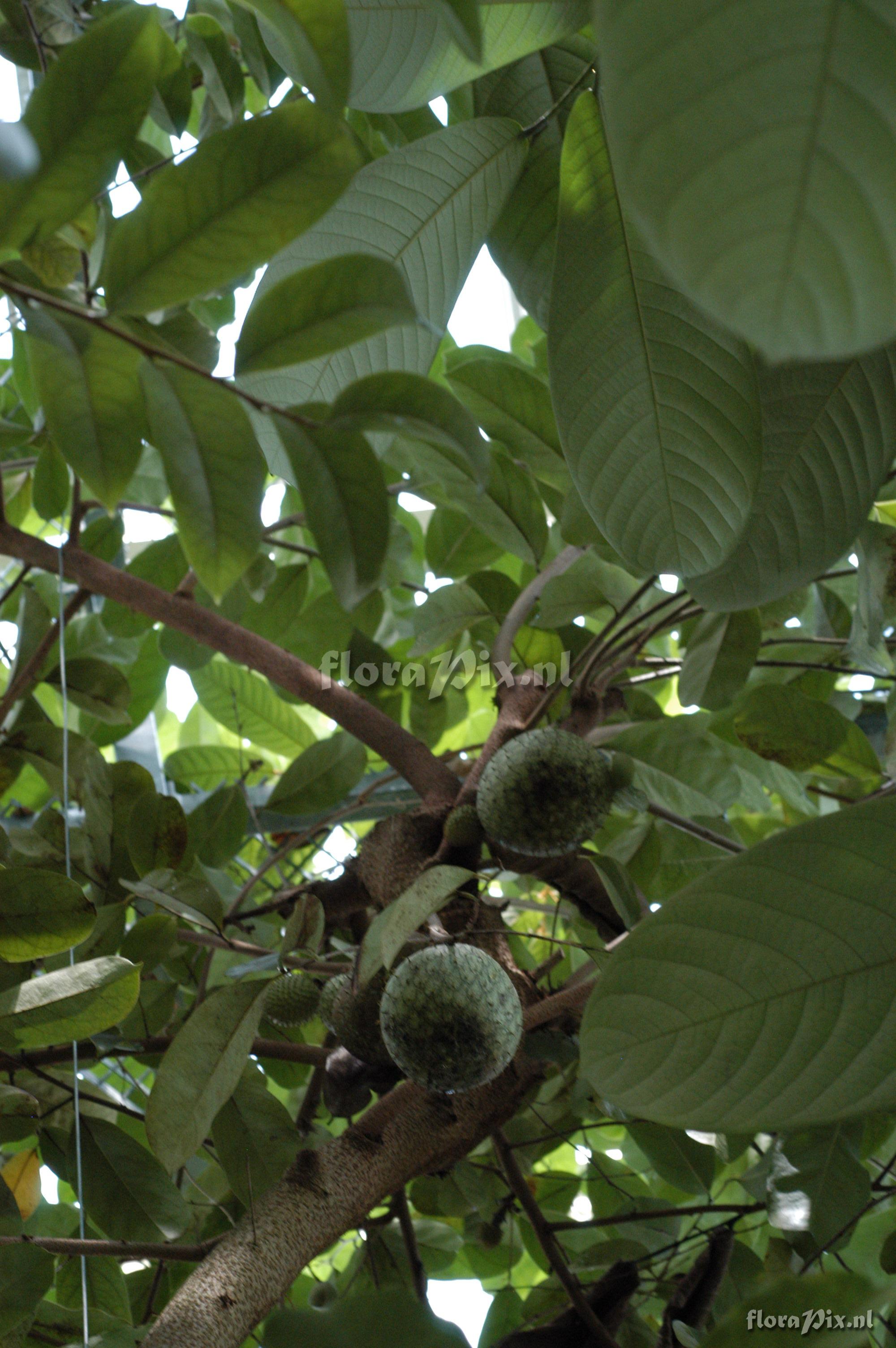 Annona montana