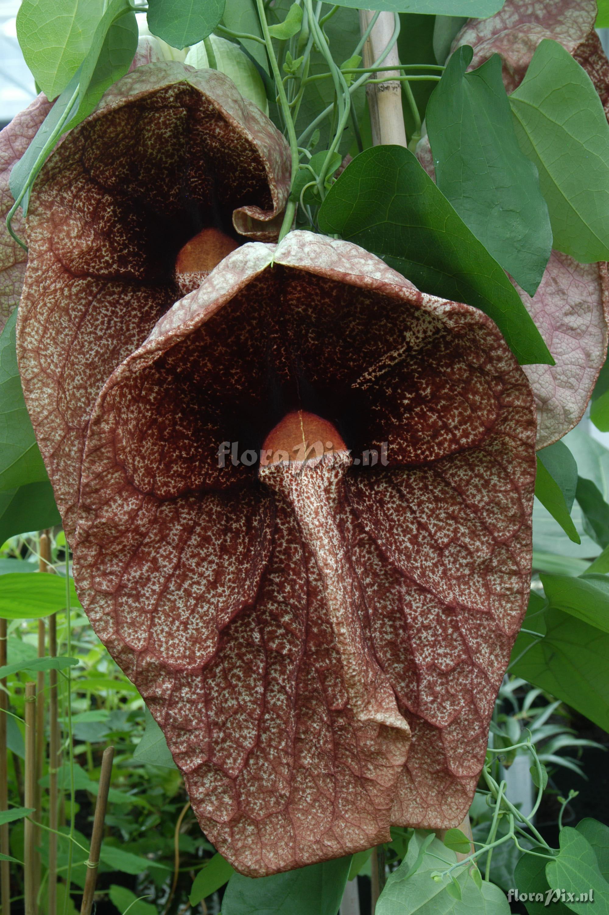 Aristolochia gigantea