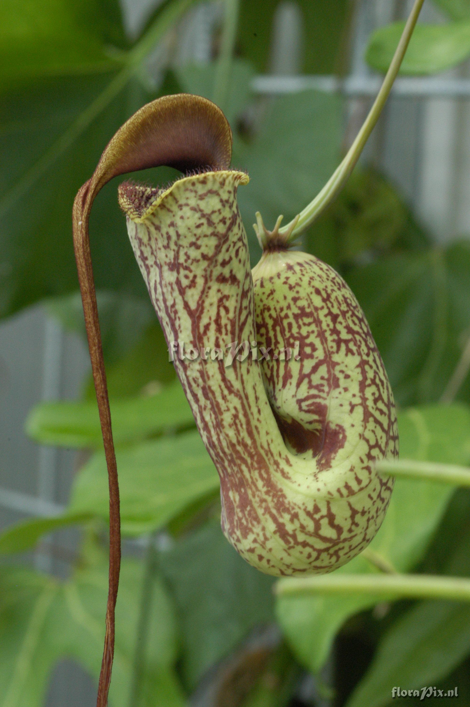 Aristolochia trilobata