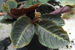 Calathea maasiorum