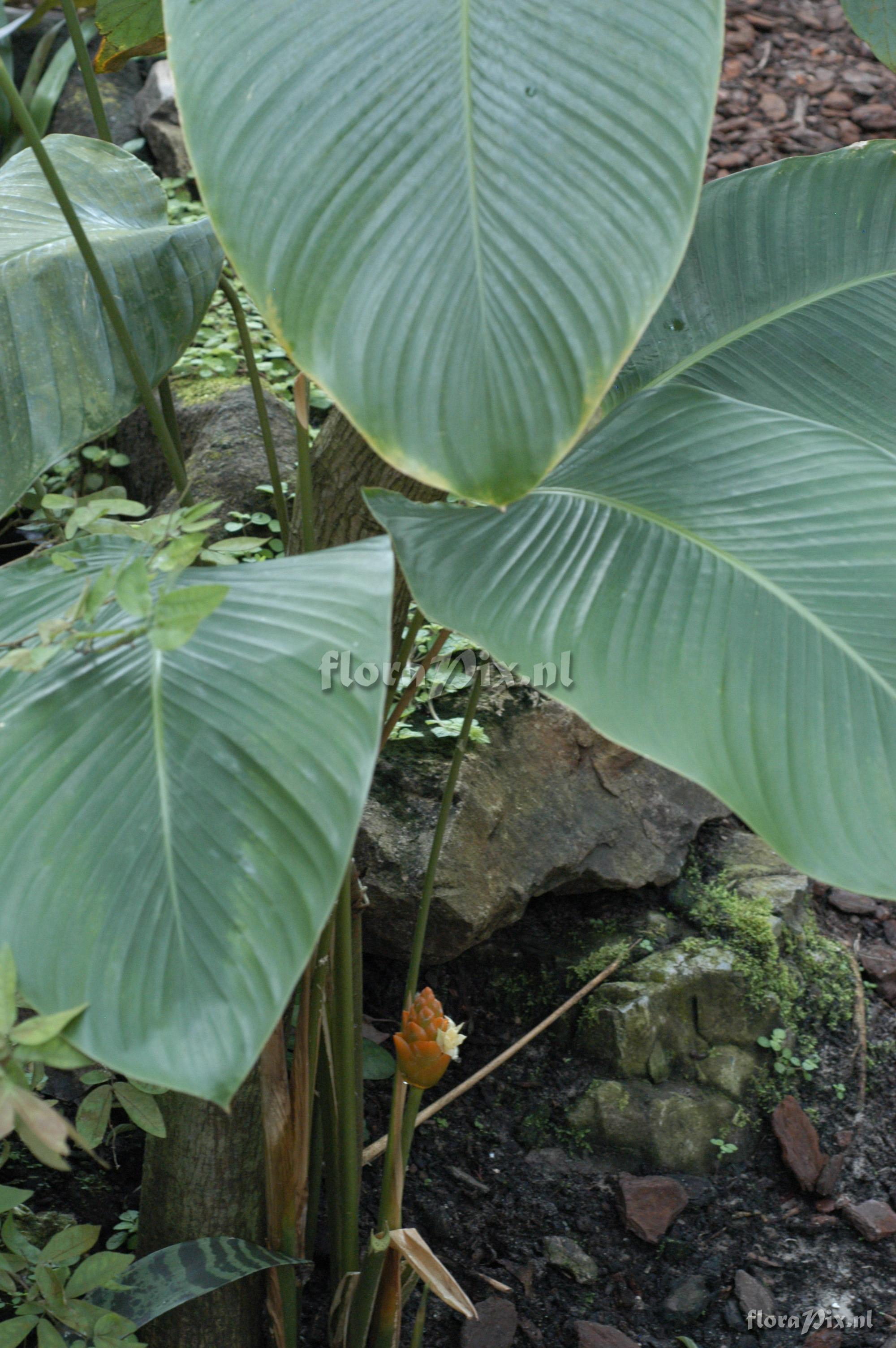 Calathea splendida