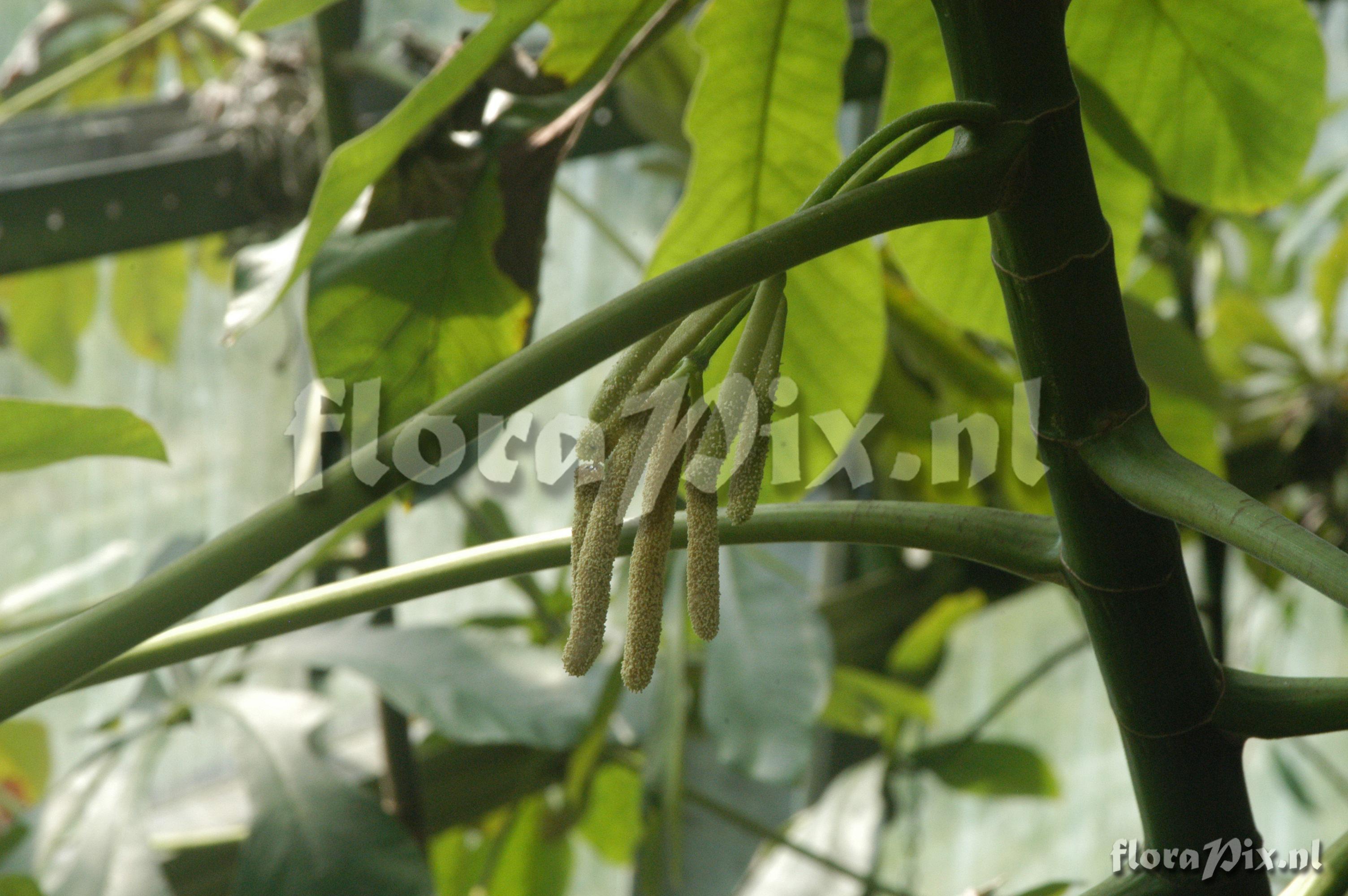 Cecropia pachystachya