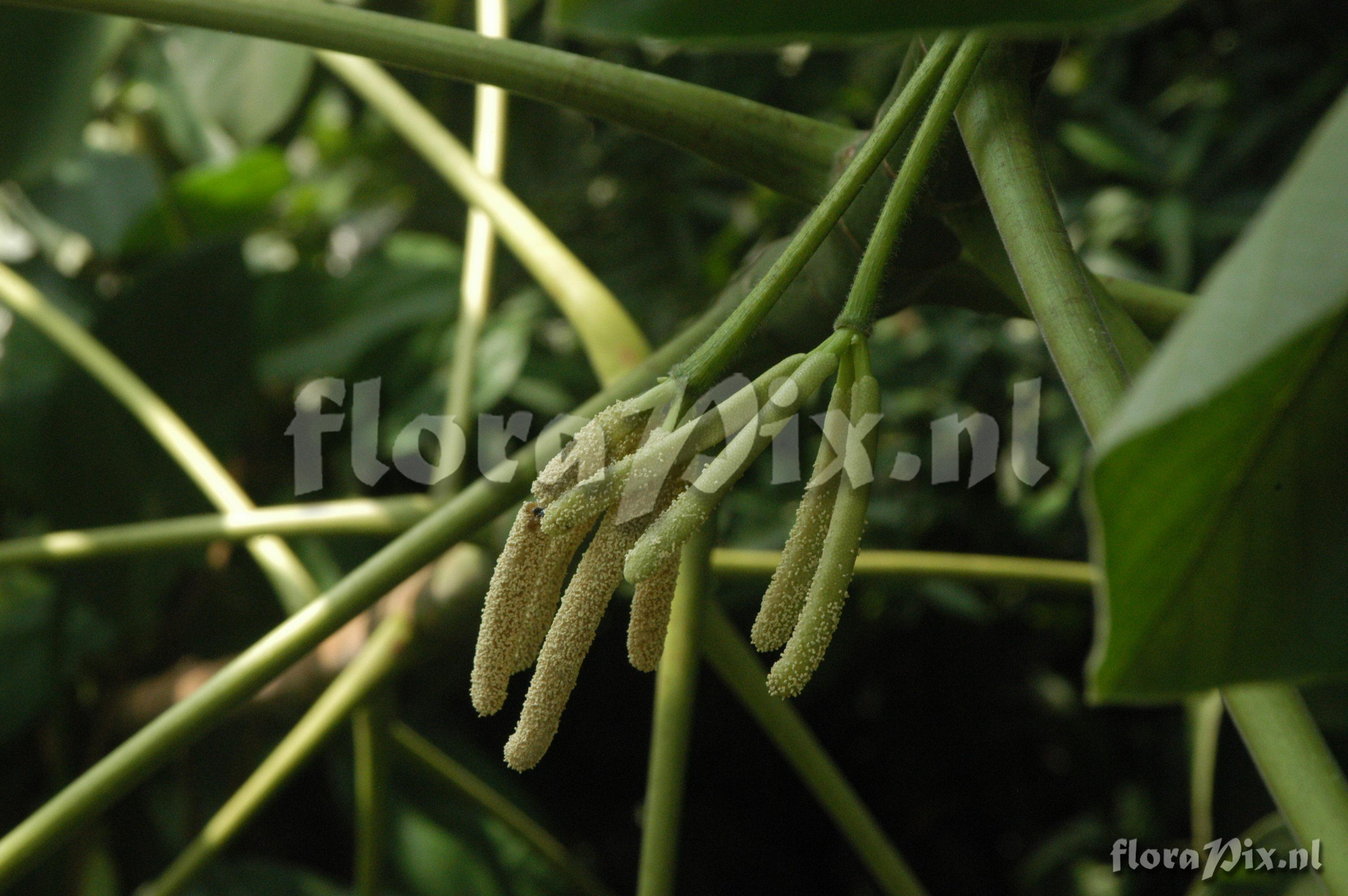 Cecropia pachystachya