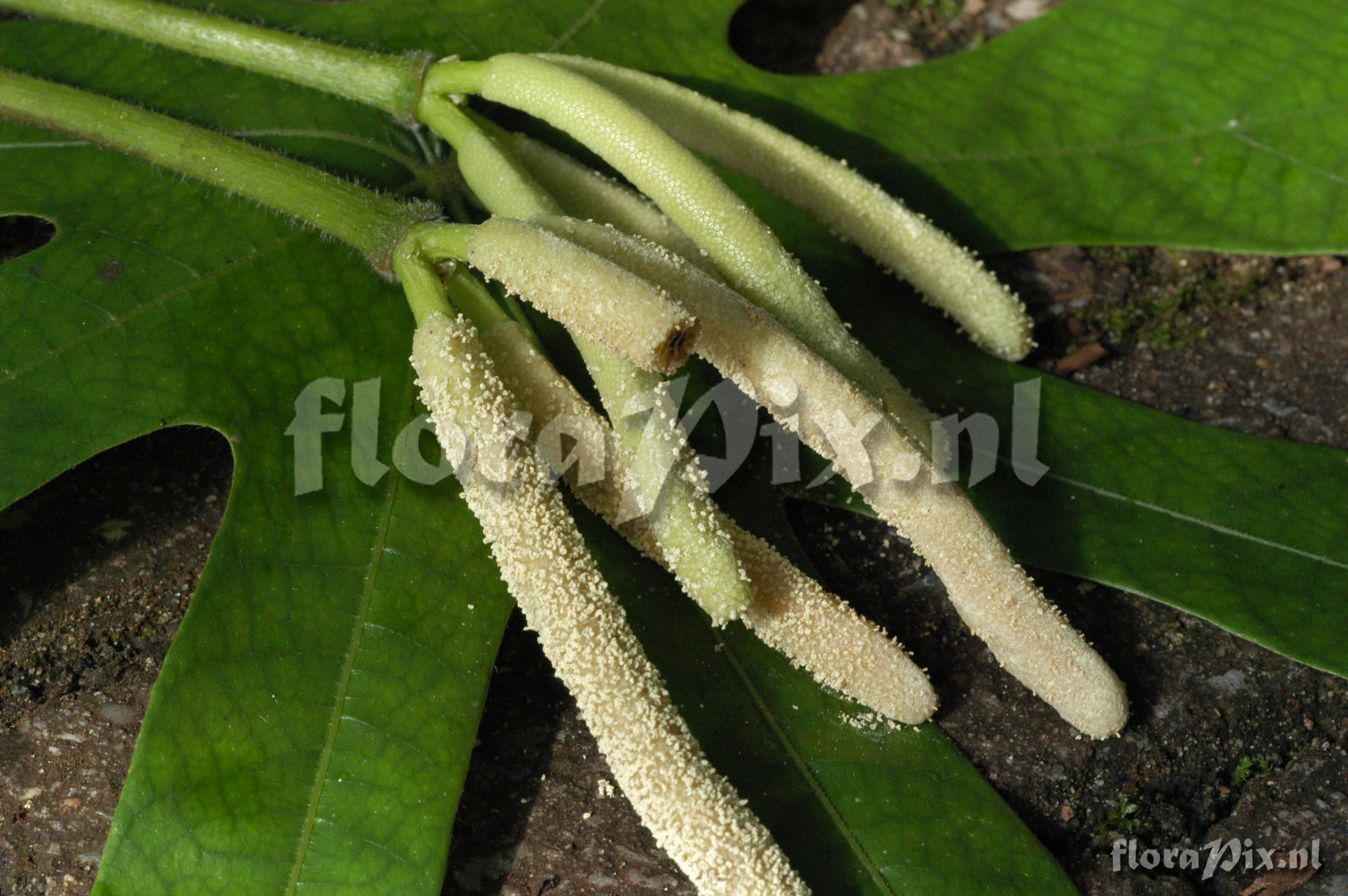 Cecropia pachystachya