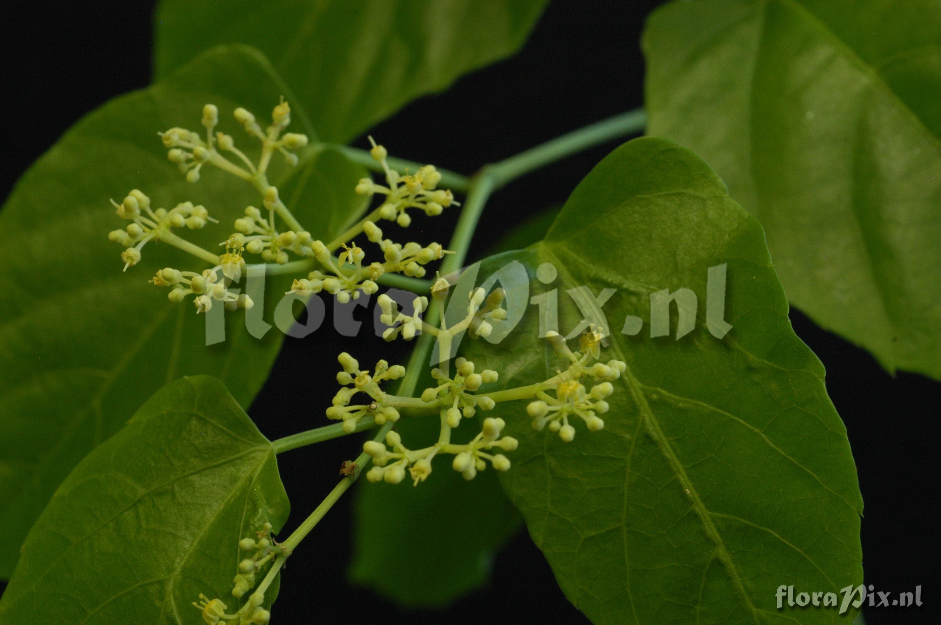 Cissus antarctica