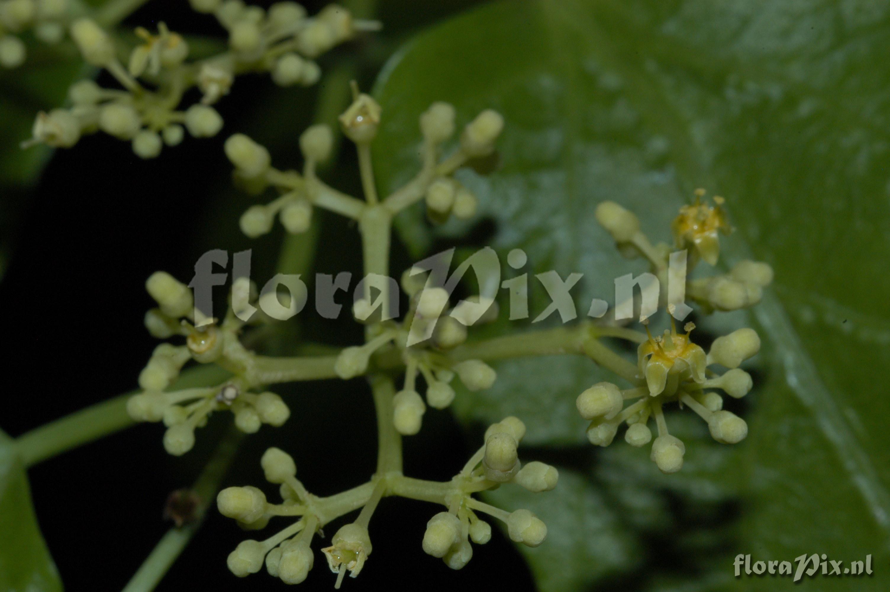 Cissus antarctica