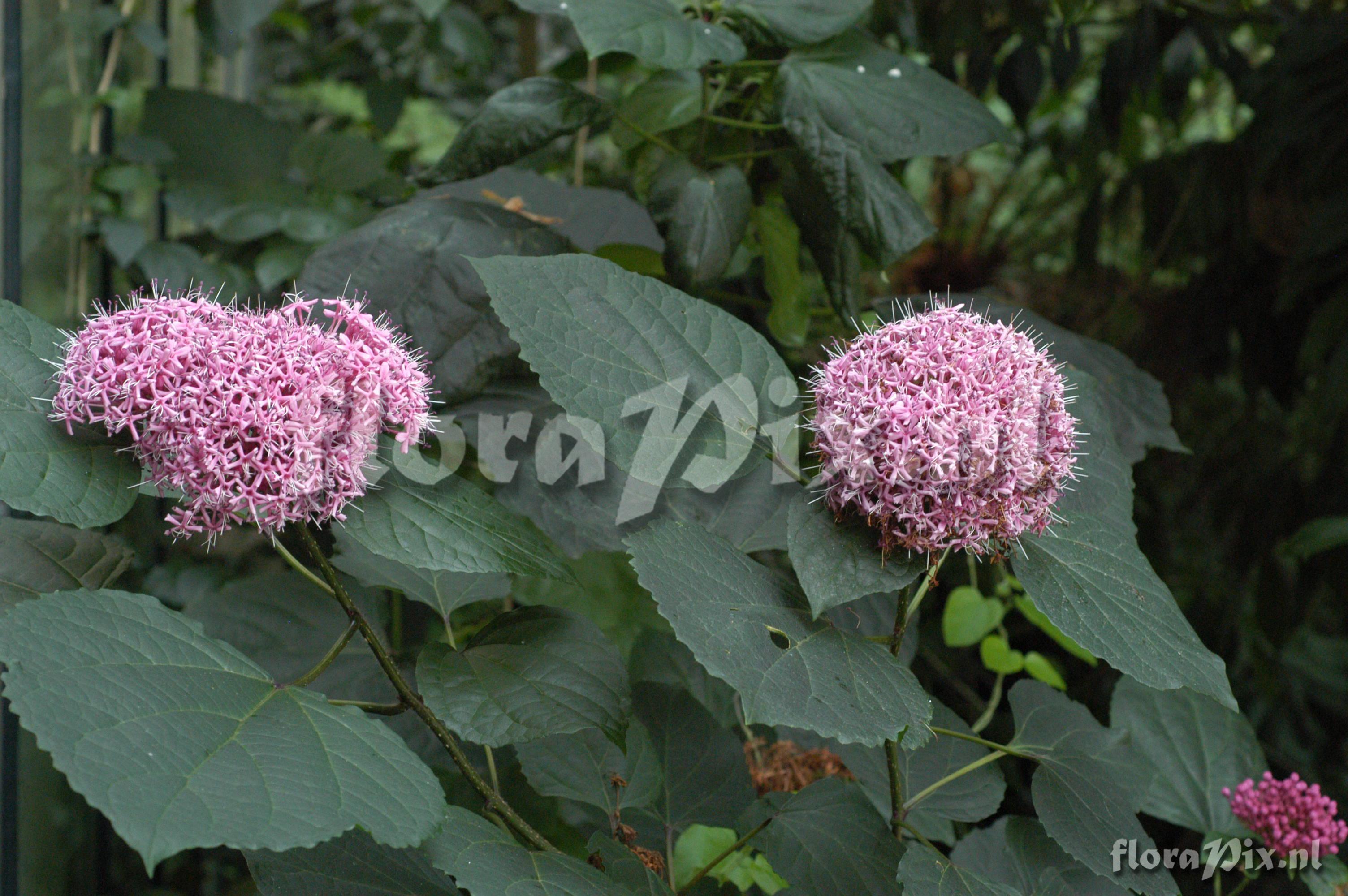 Clerodendrum bungei