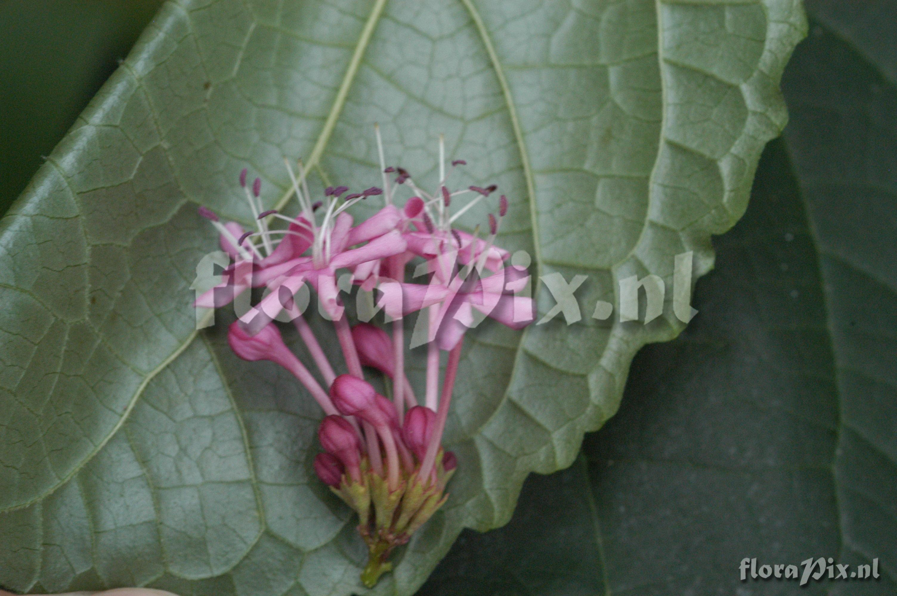 Clerodendrum bungei