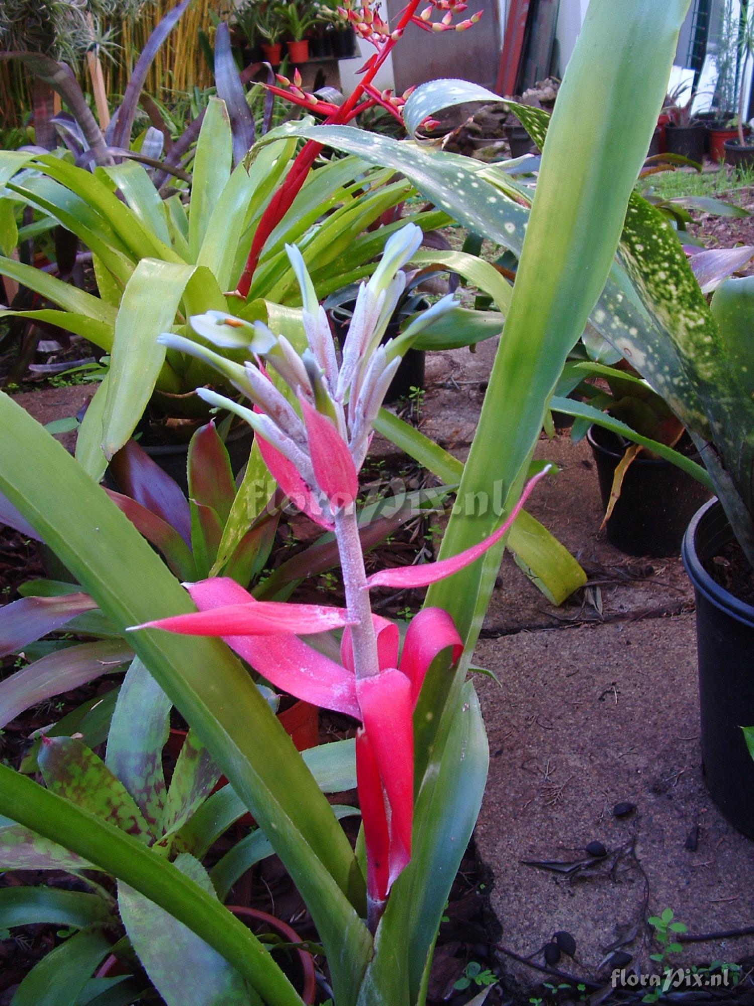 Billbergia macrocalyx