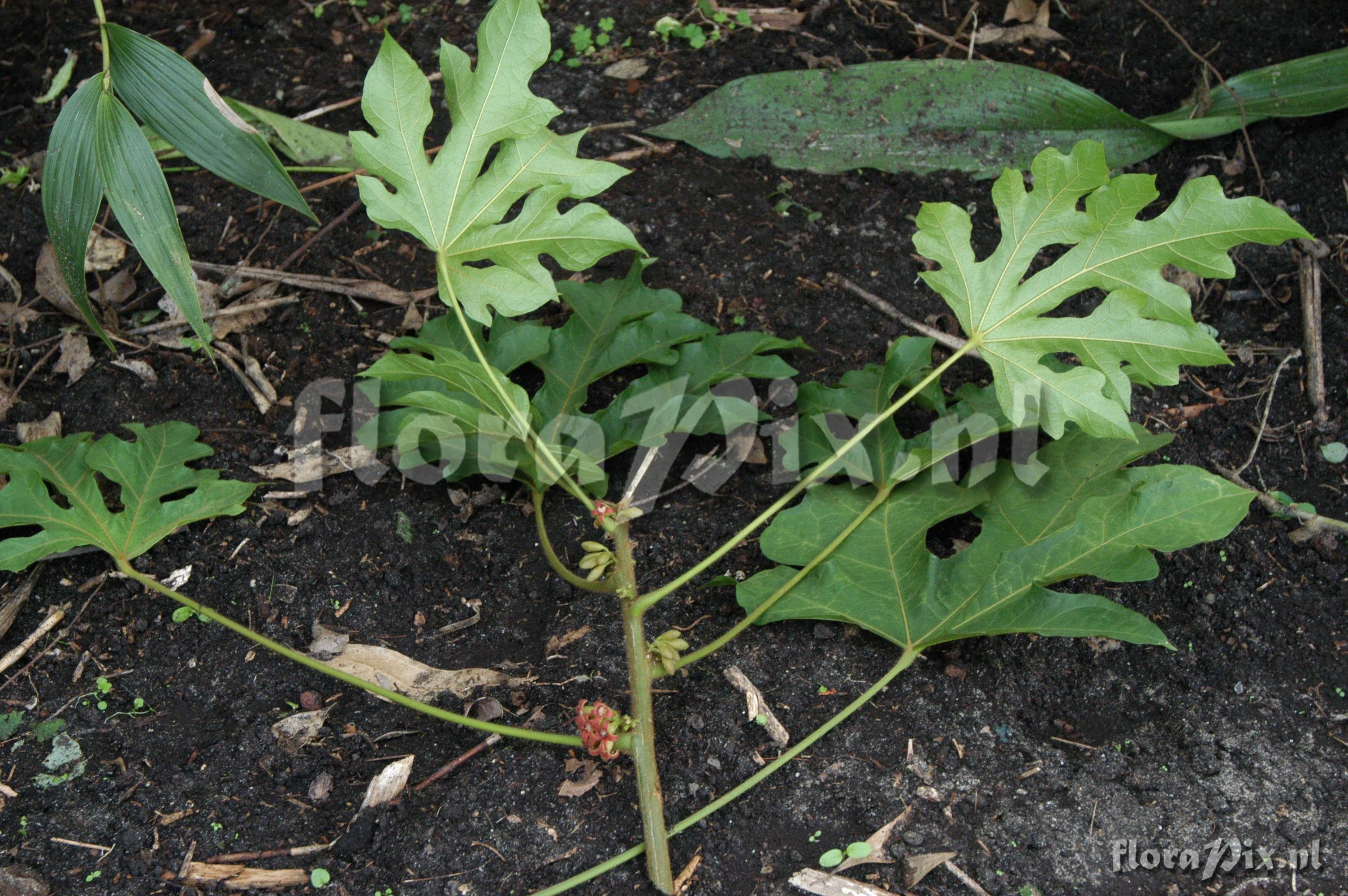 Cola caricifolia