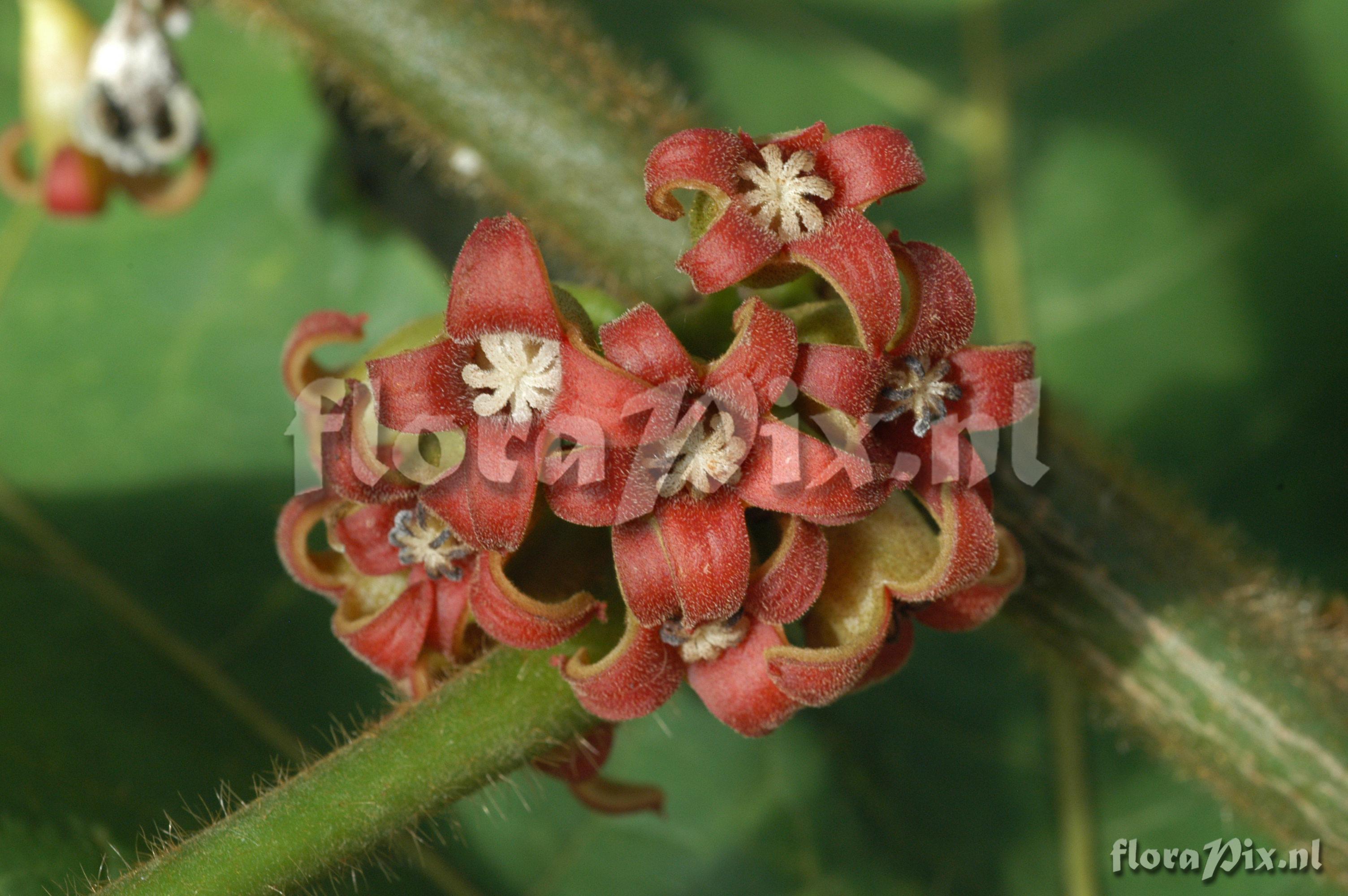 Cola caricifolia