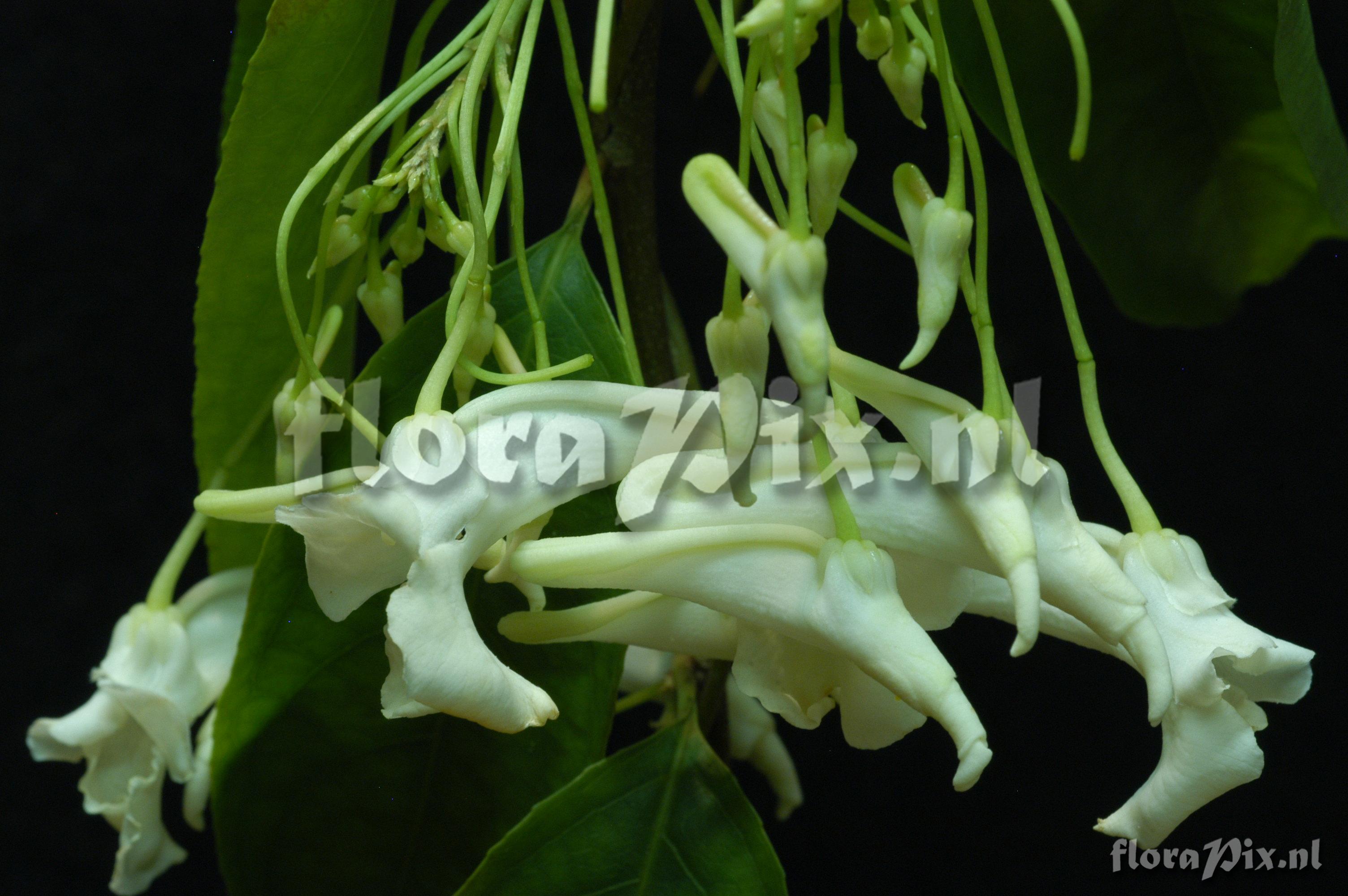 Corynostylis arborea