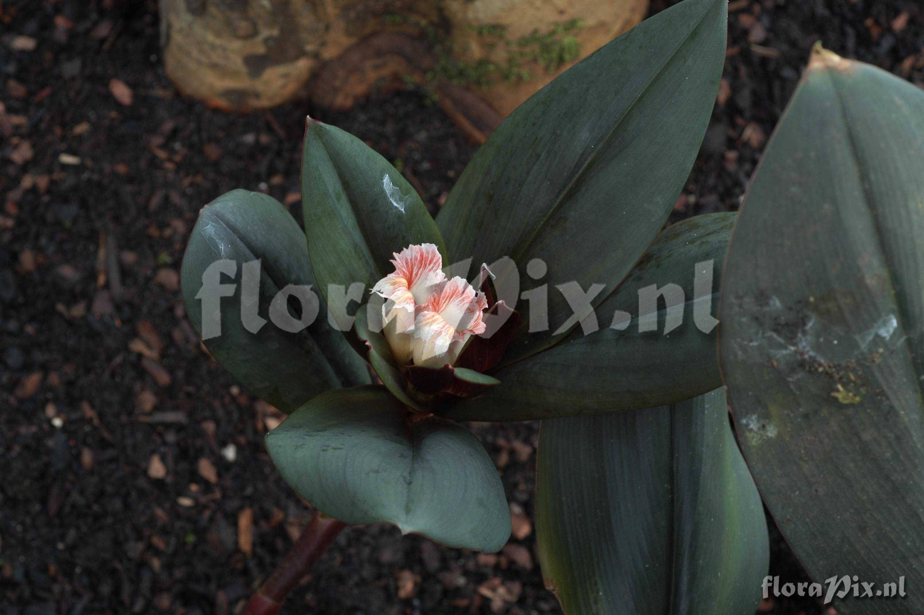 Costus el-wisky sp nov