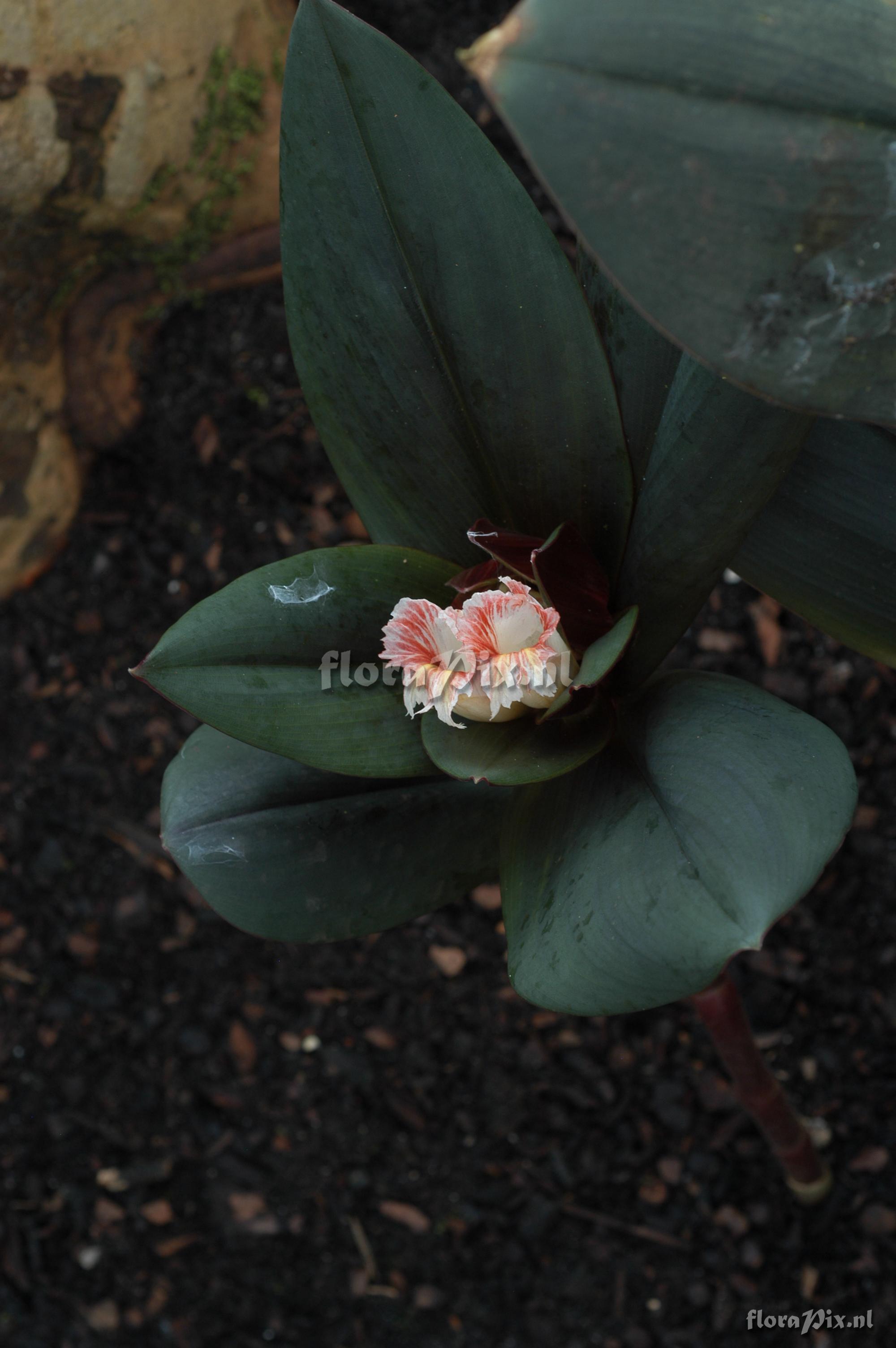 Costus el-wisky sp nov