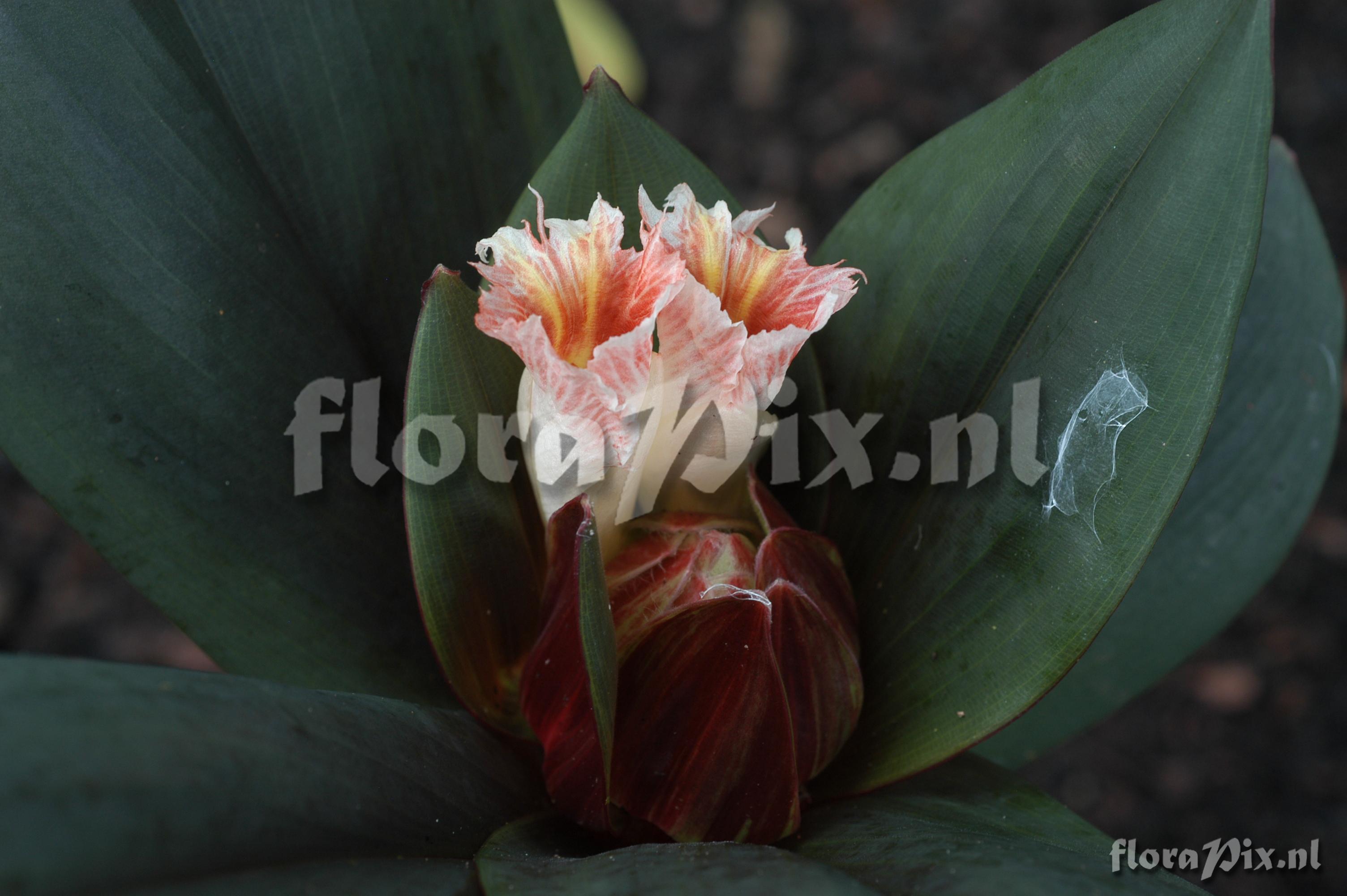 Costus el-wisky sp nov