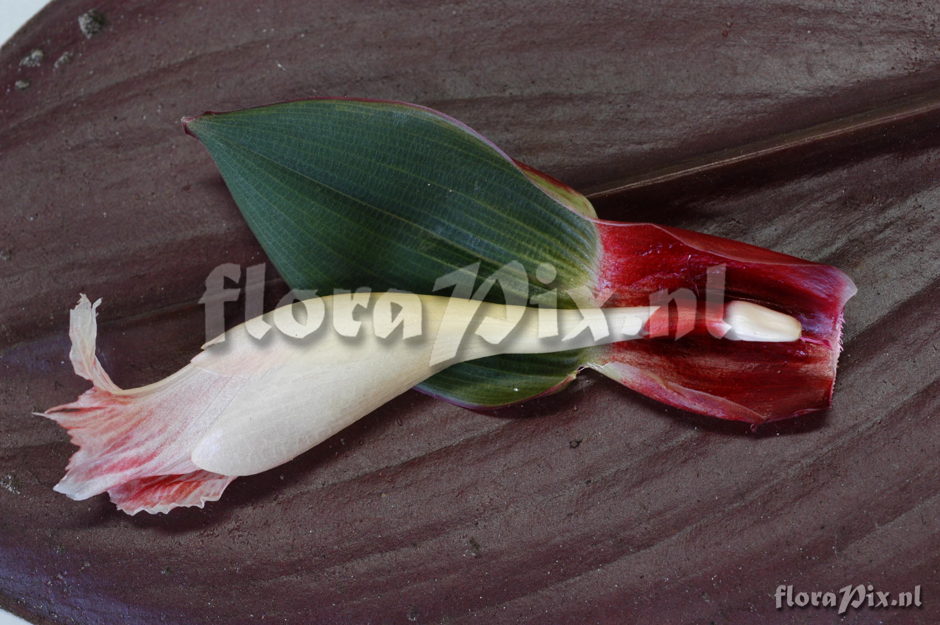 Costus el-wisky sp nov