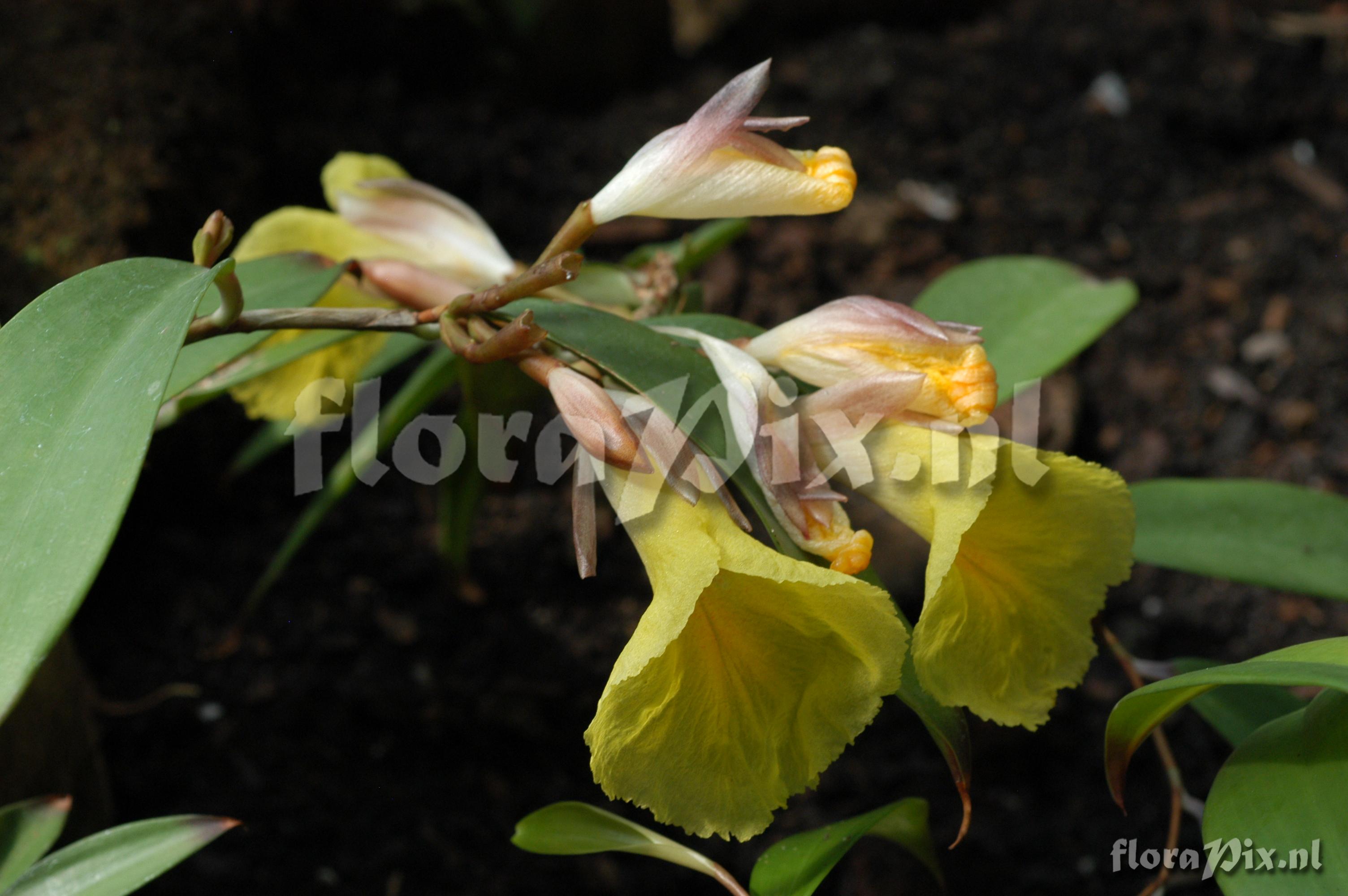 Costus laterifolius