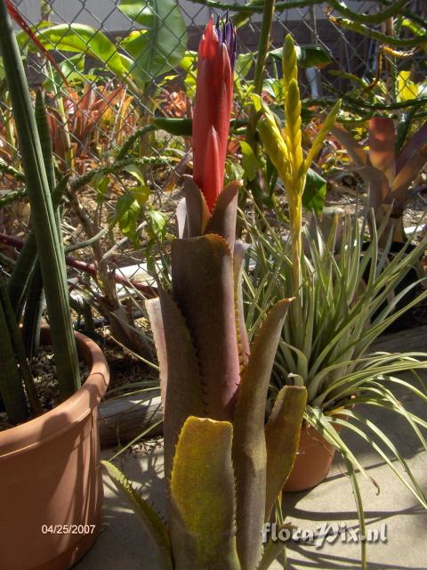 Billbergia "Titan"