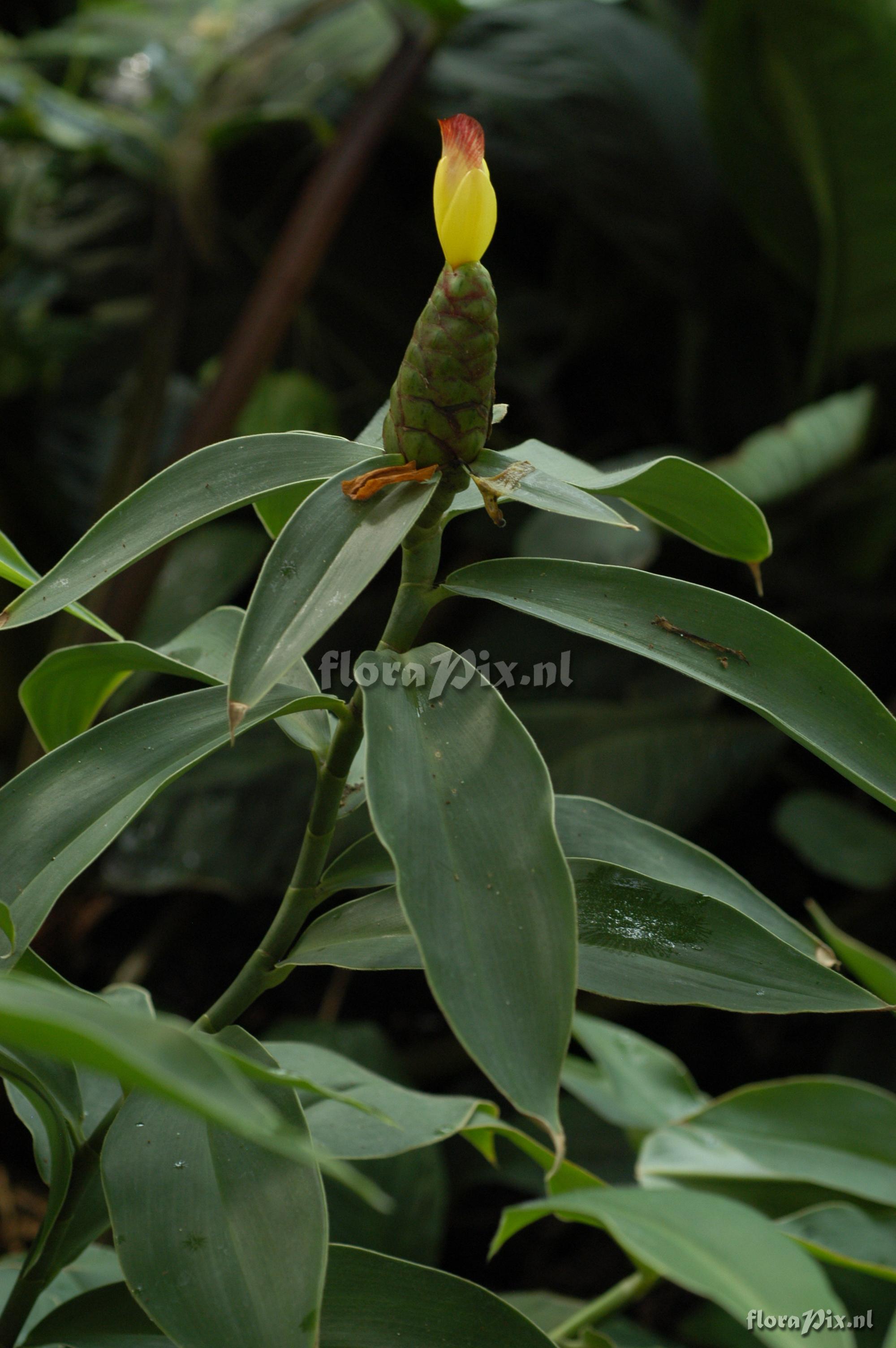 Costus spec.