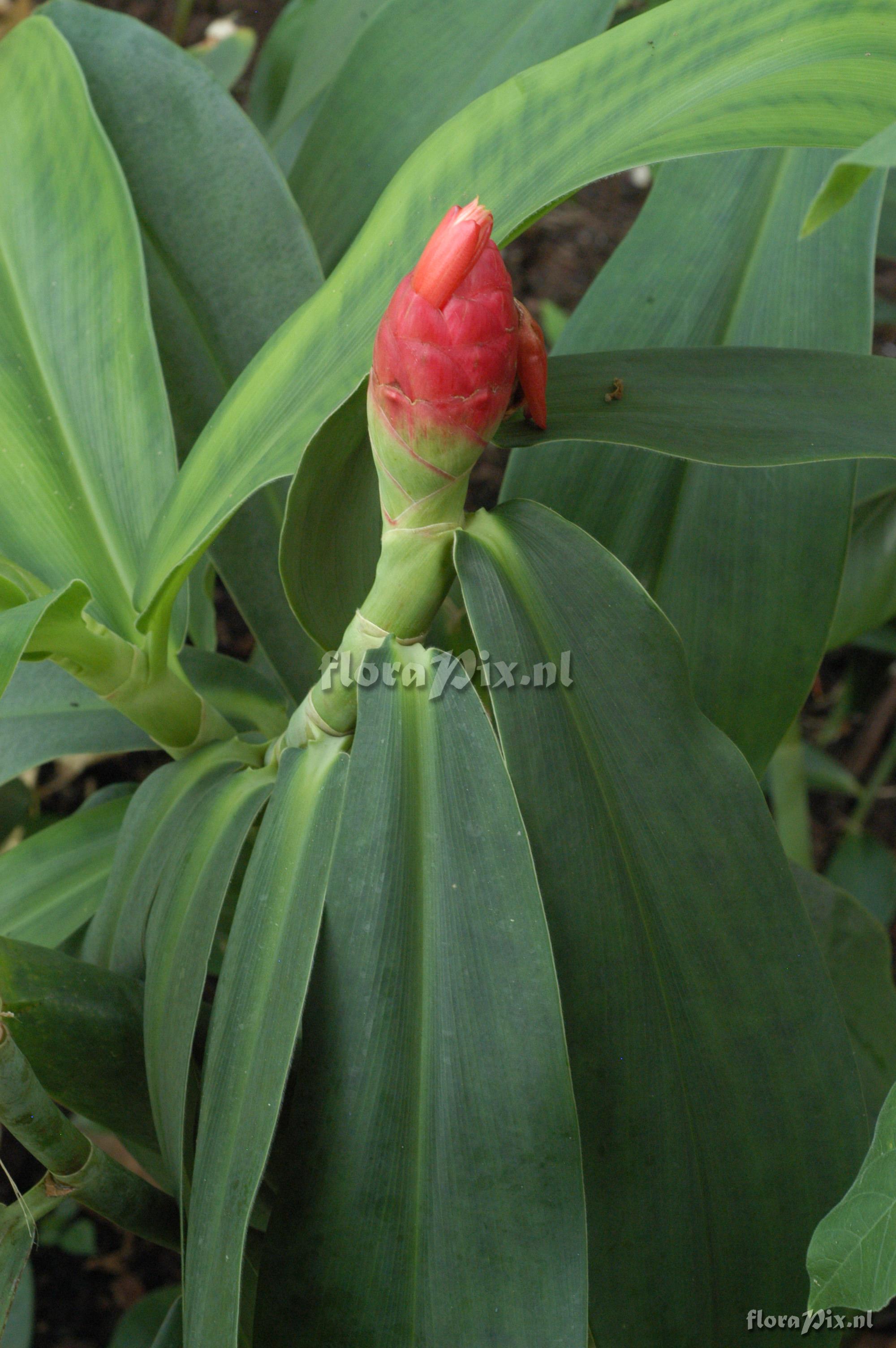 Costus spiralis