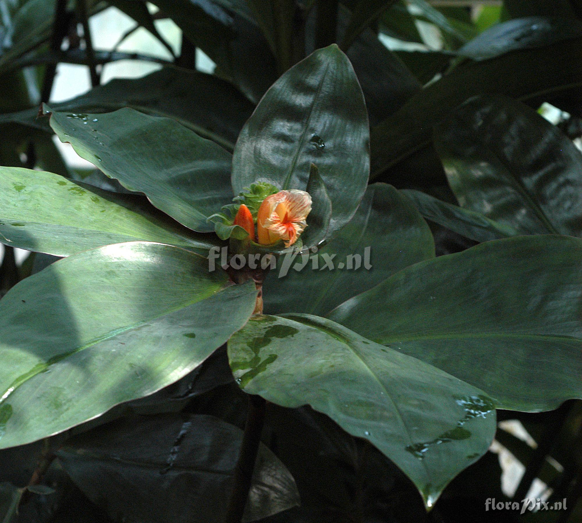 Costus varzearum