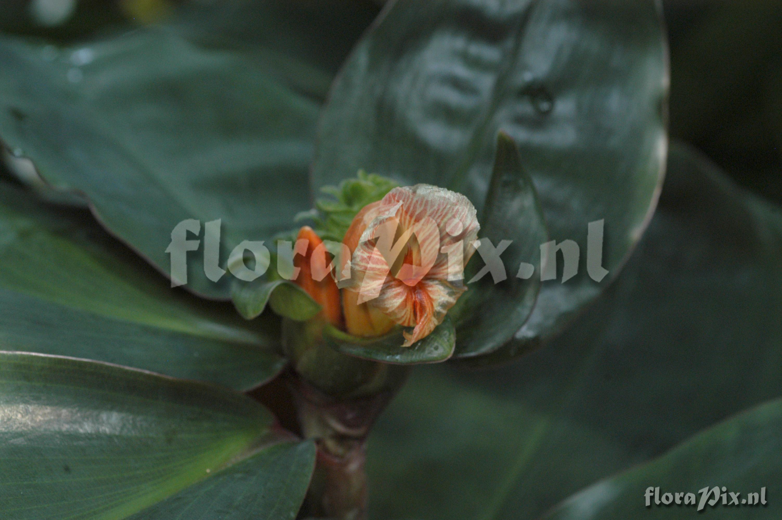 Costus varzearum