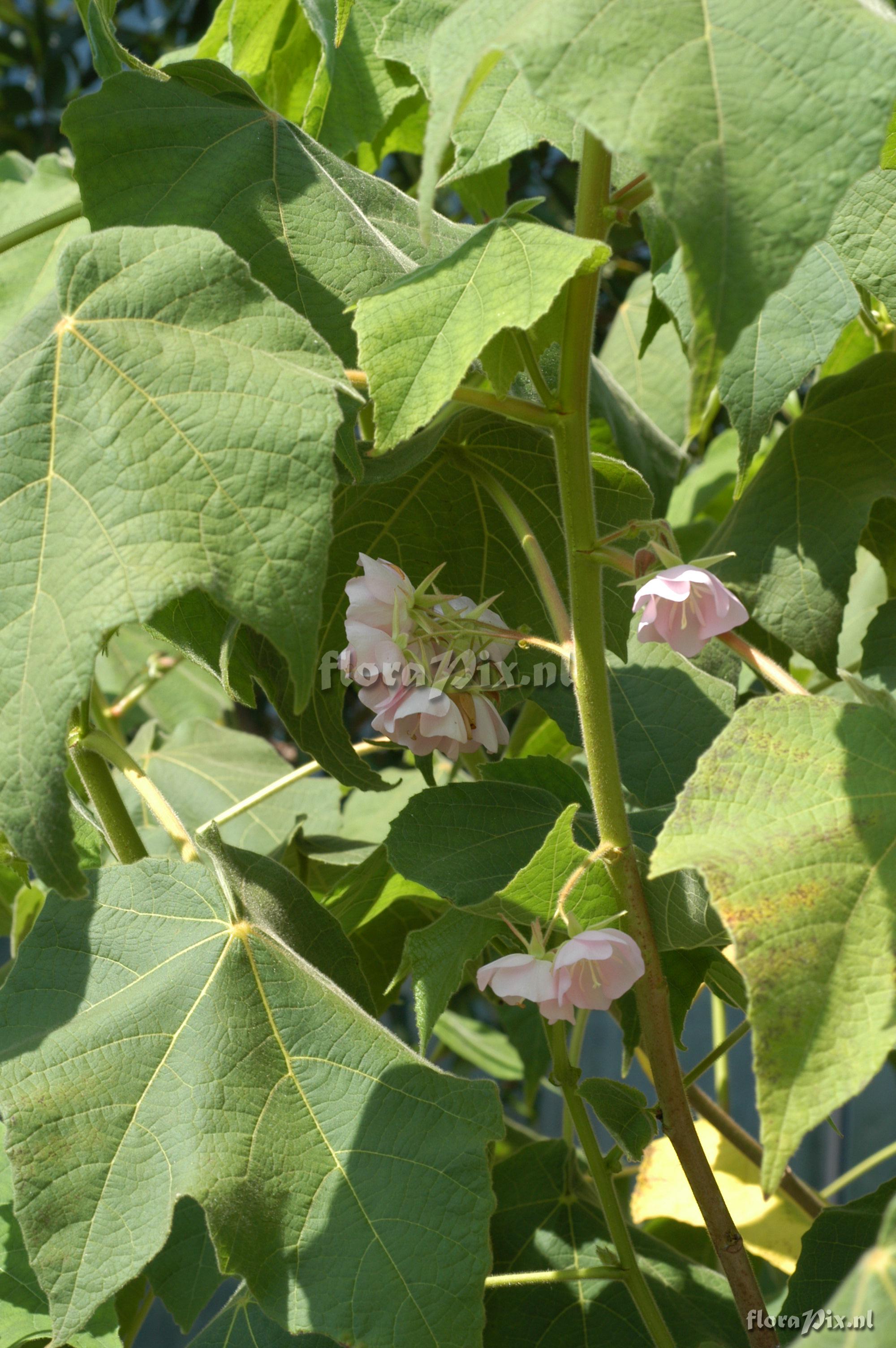 Dombeya burgessiae