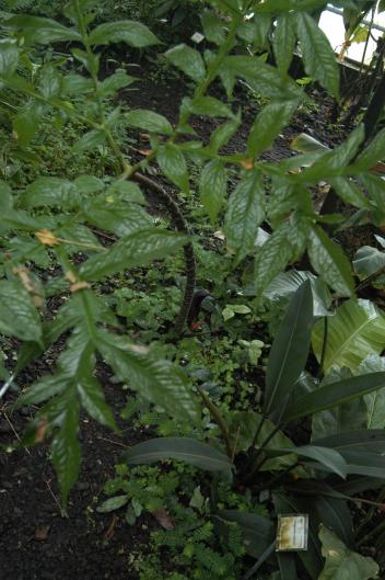 Dracontium polyphyllum