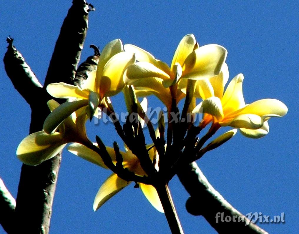 Plumeria acutifolia Apocyanaceae