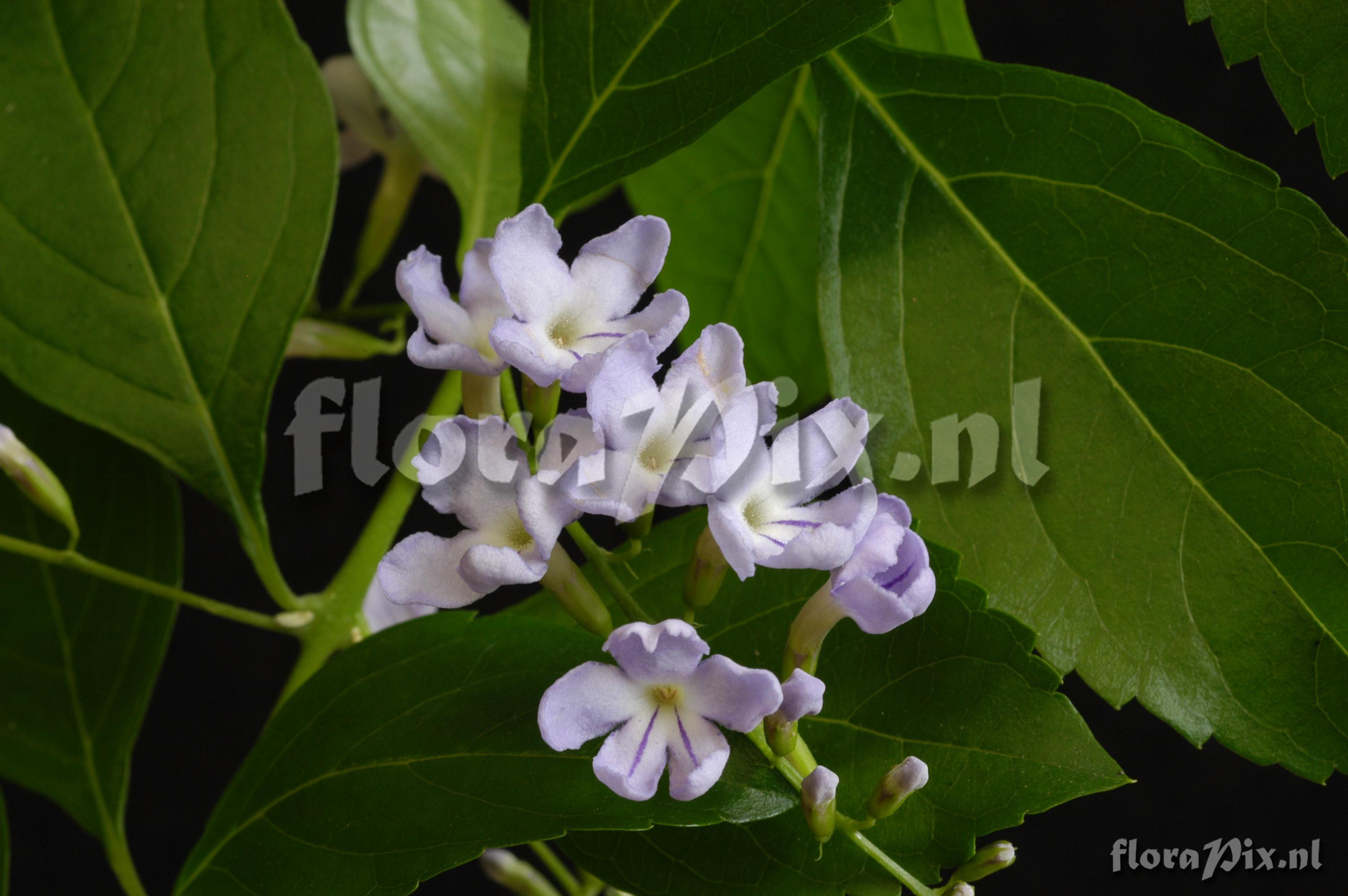 Duranta erecta