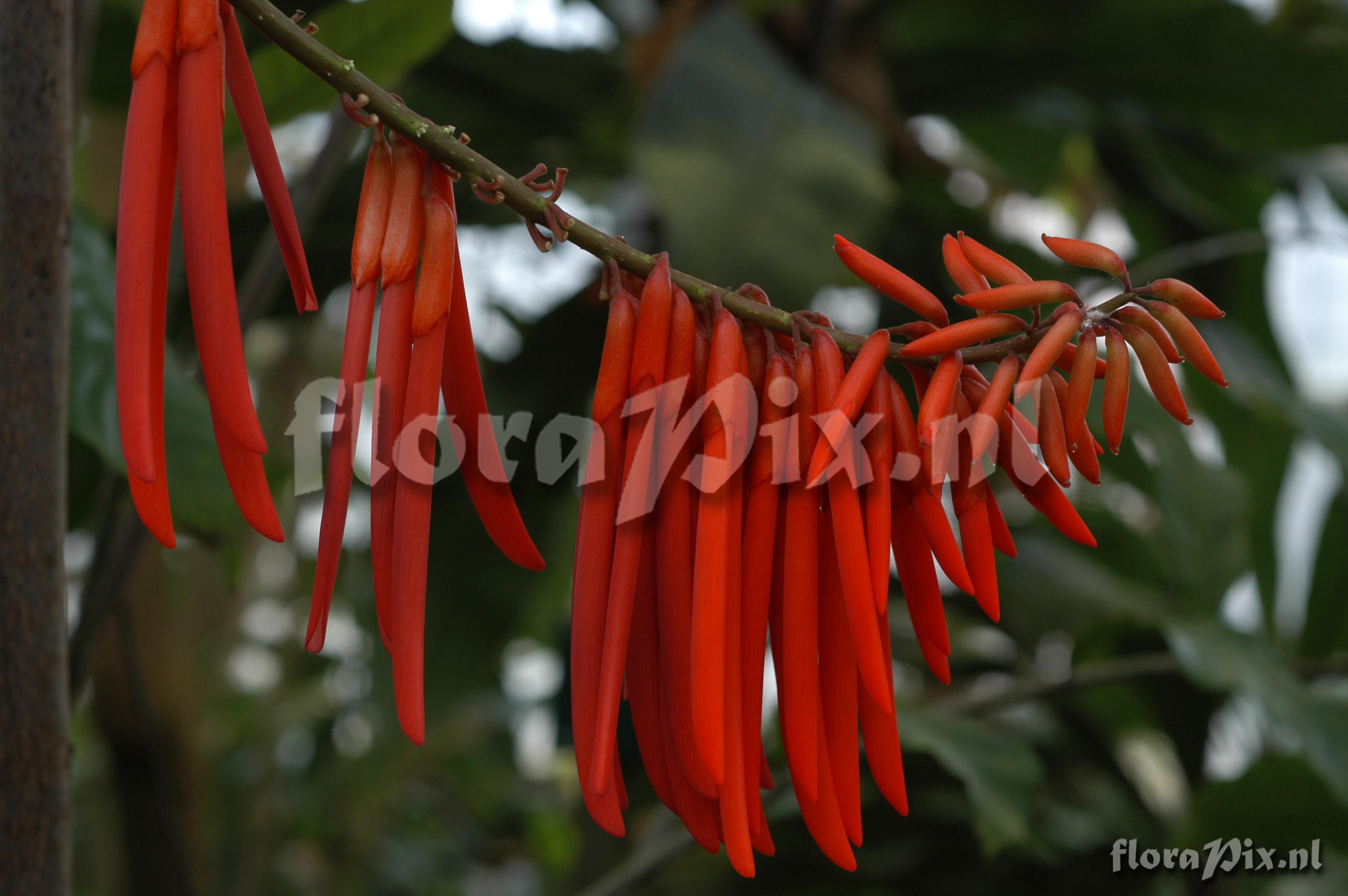 Erythrina spec