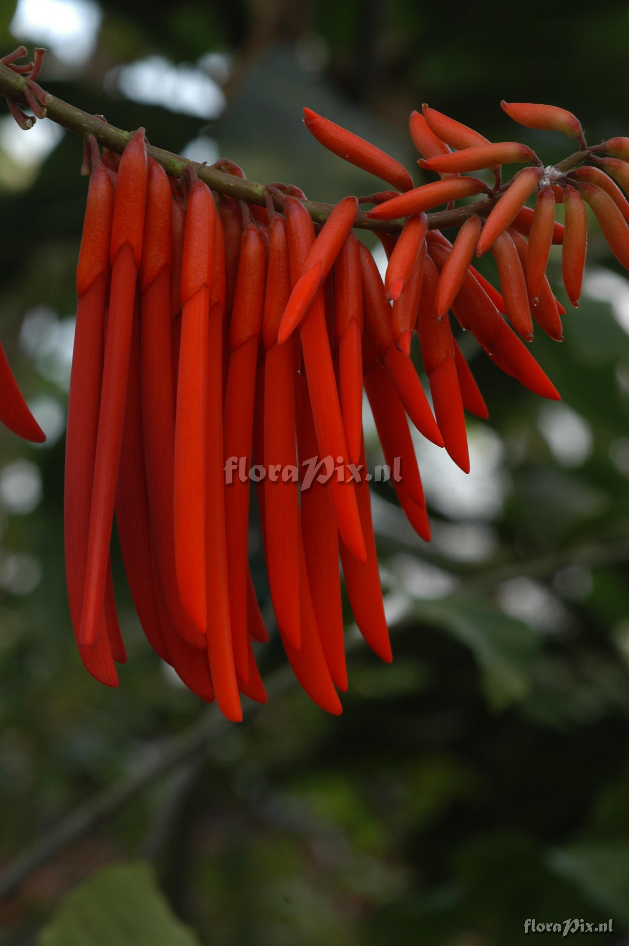 Erythrina spec