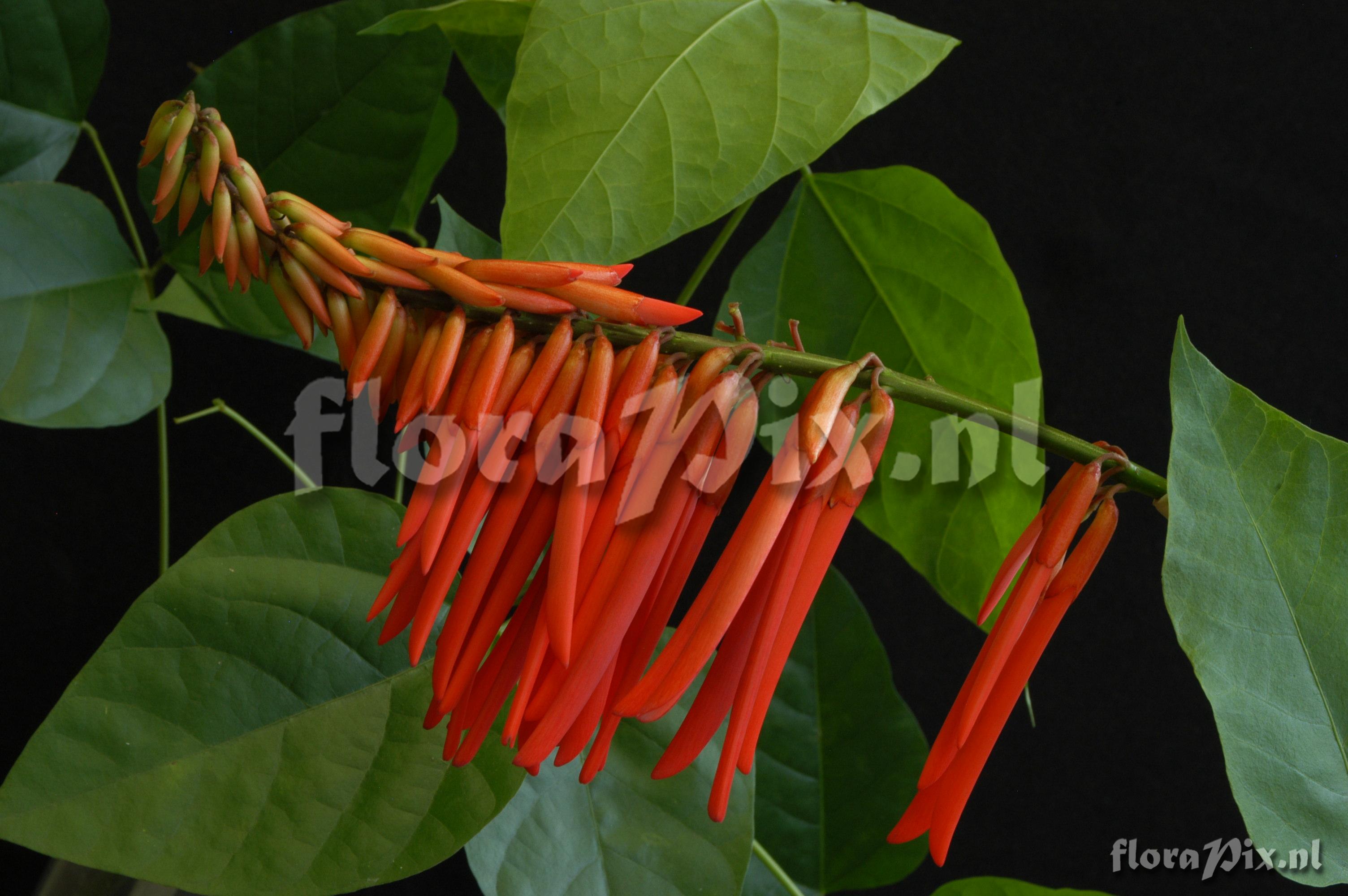 Erythrina spec.