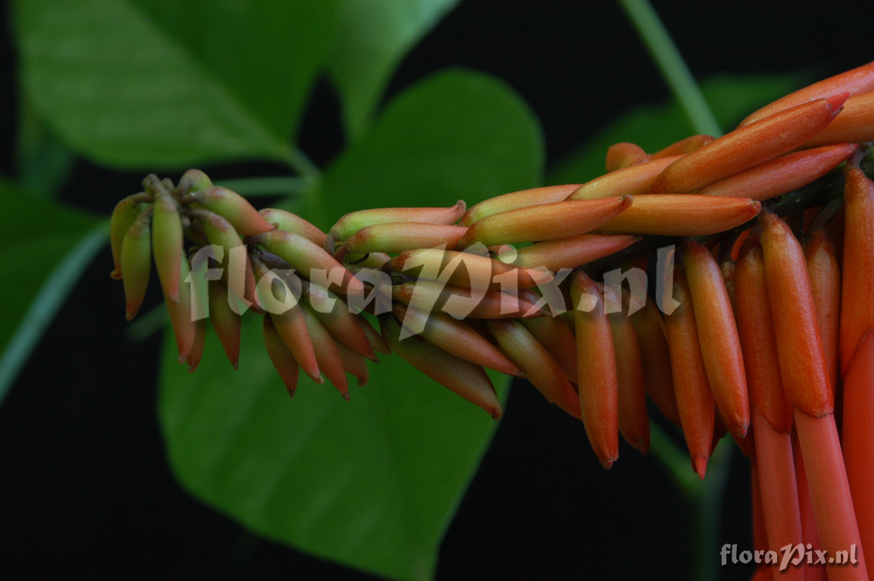 Erythrina spec.