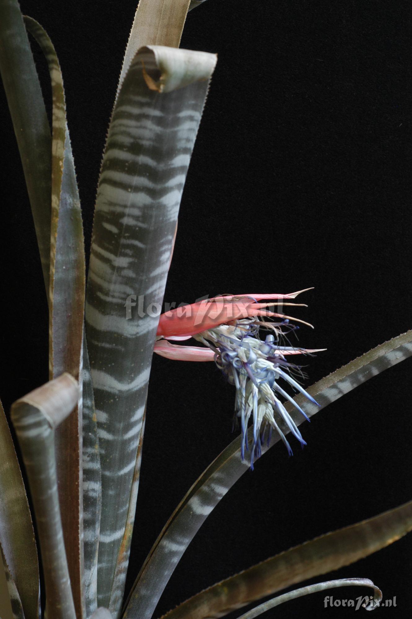 Billbergia aff. velascana