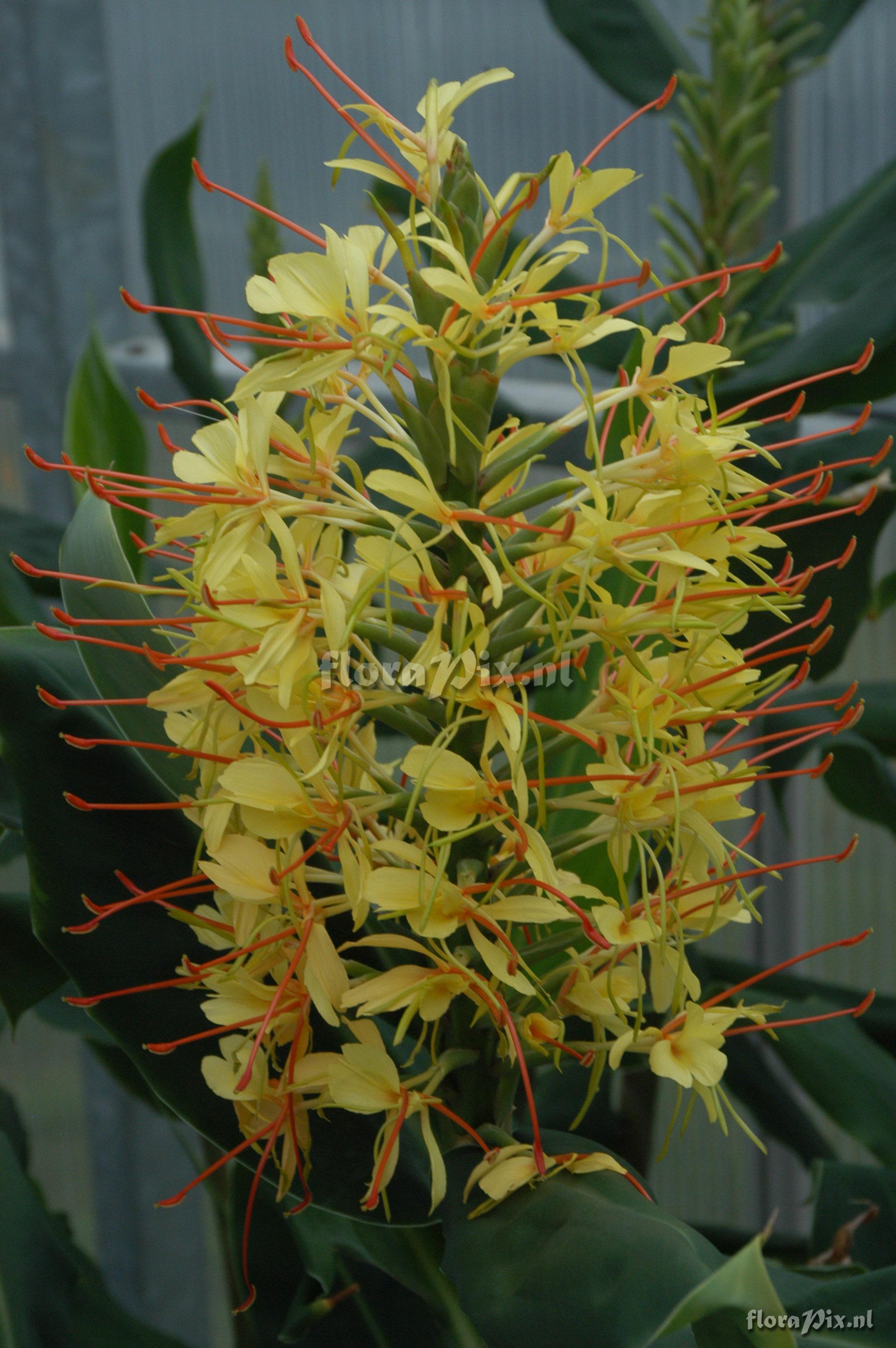 Hedychium gardnerianum