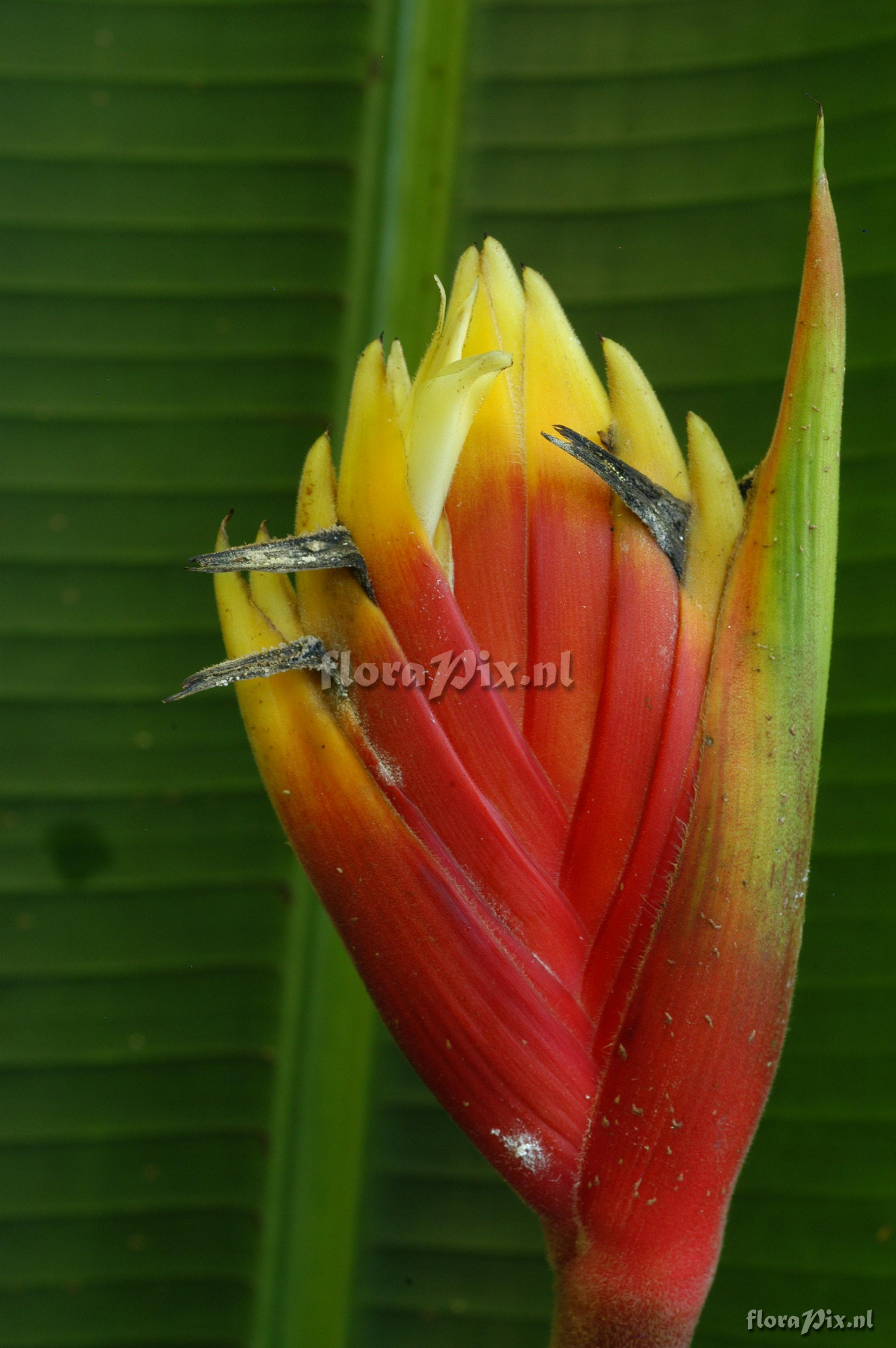 Heliconia episcopalis