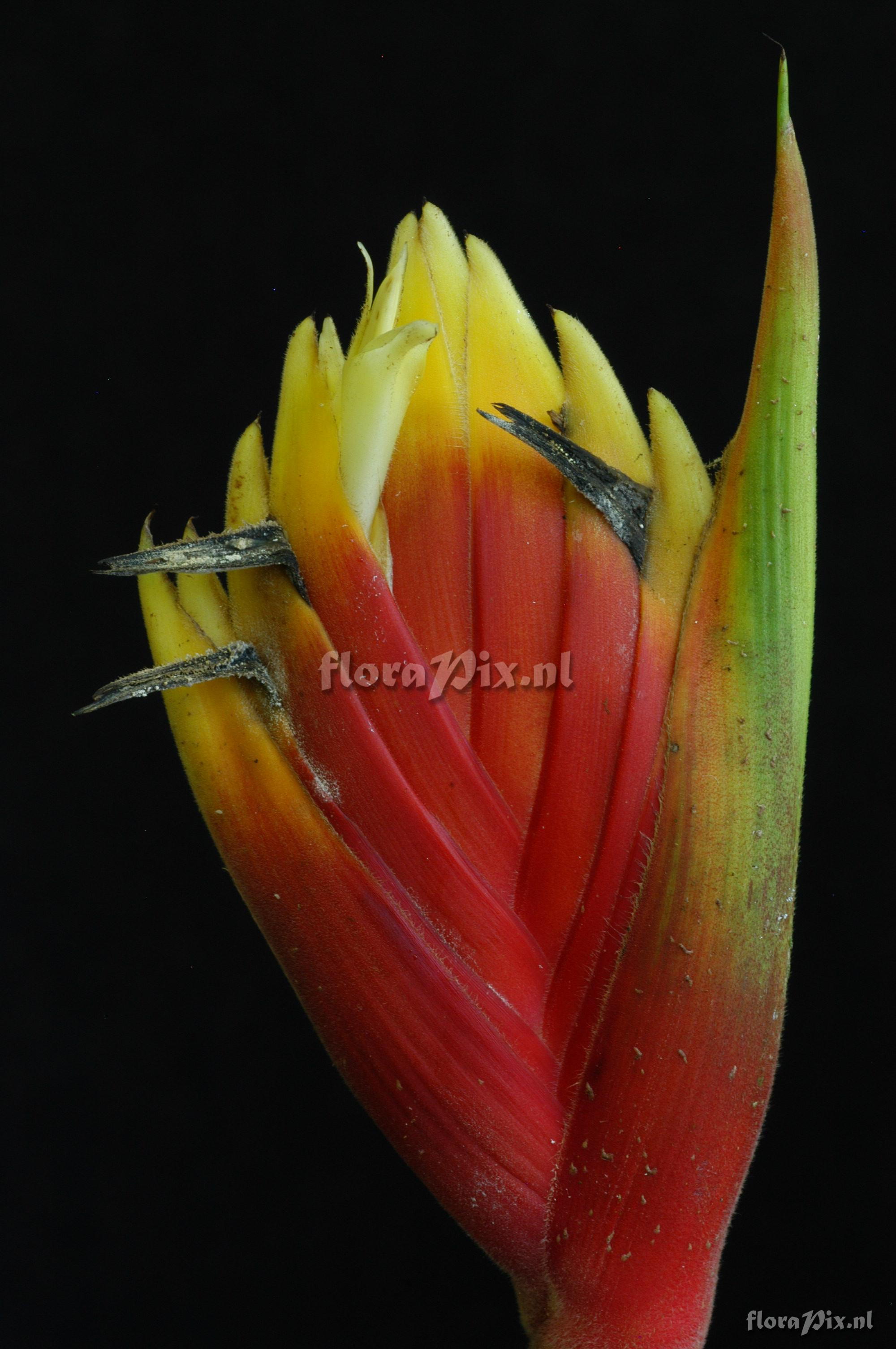 Heliconia episcopalis