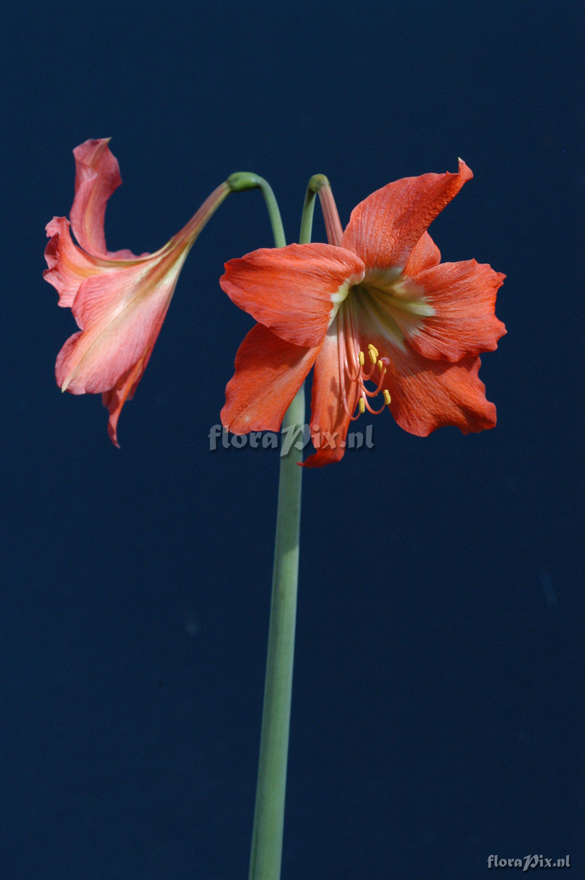 Hippeastrum puniceum