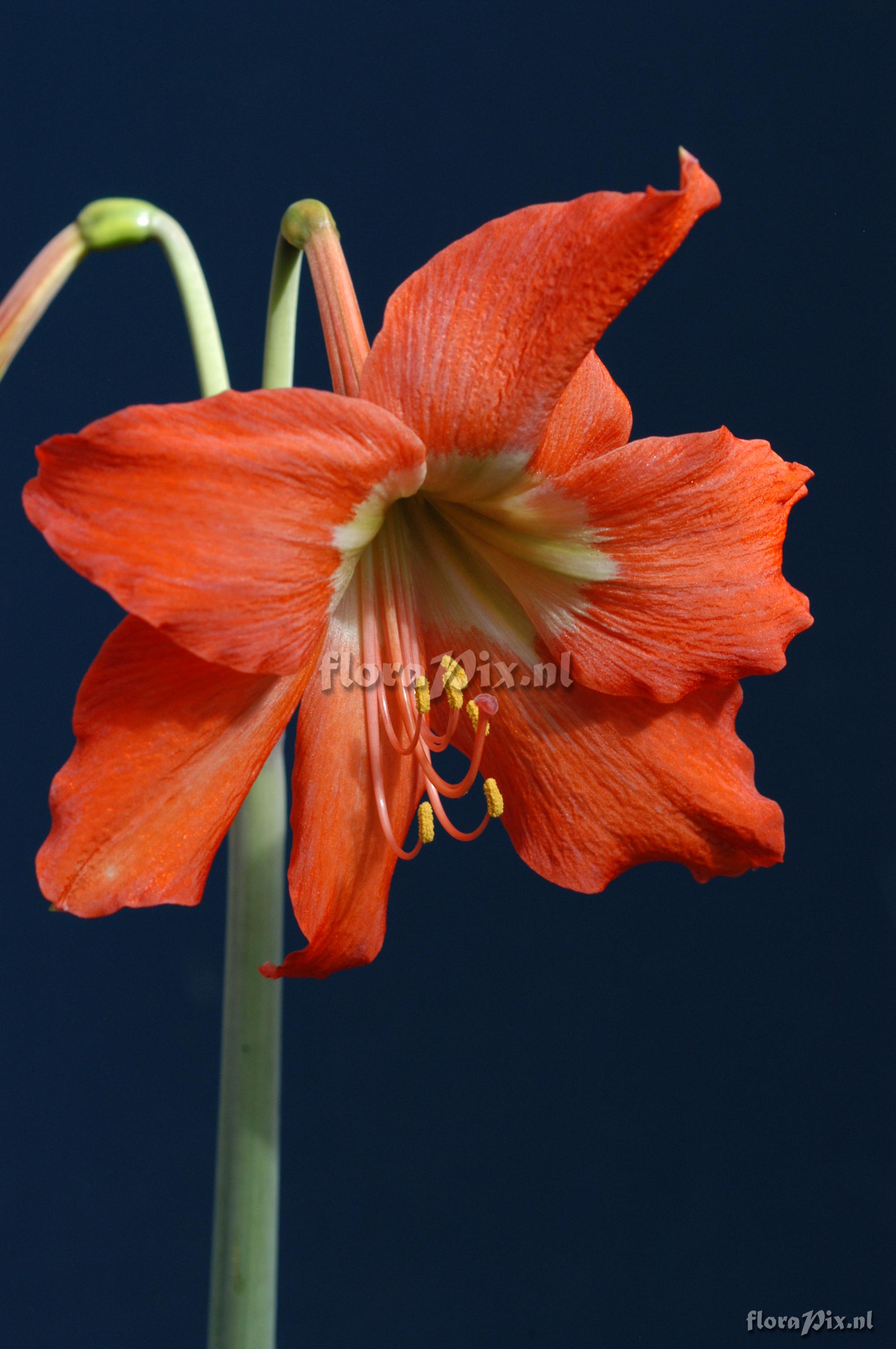 Hippeastrum puniceum