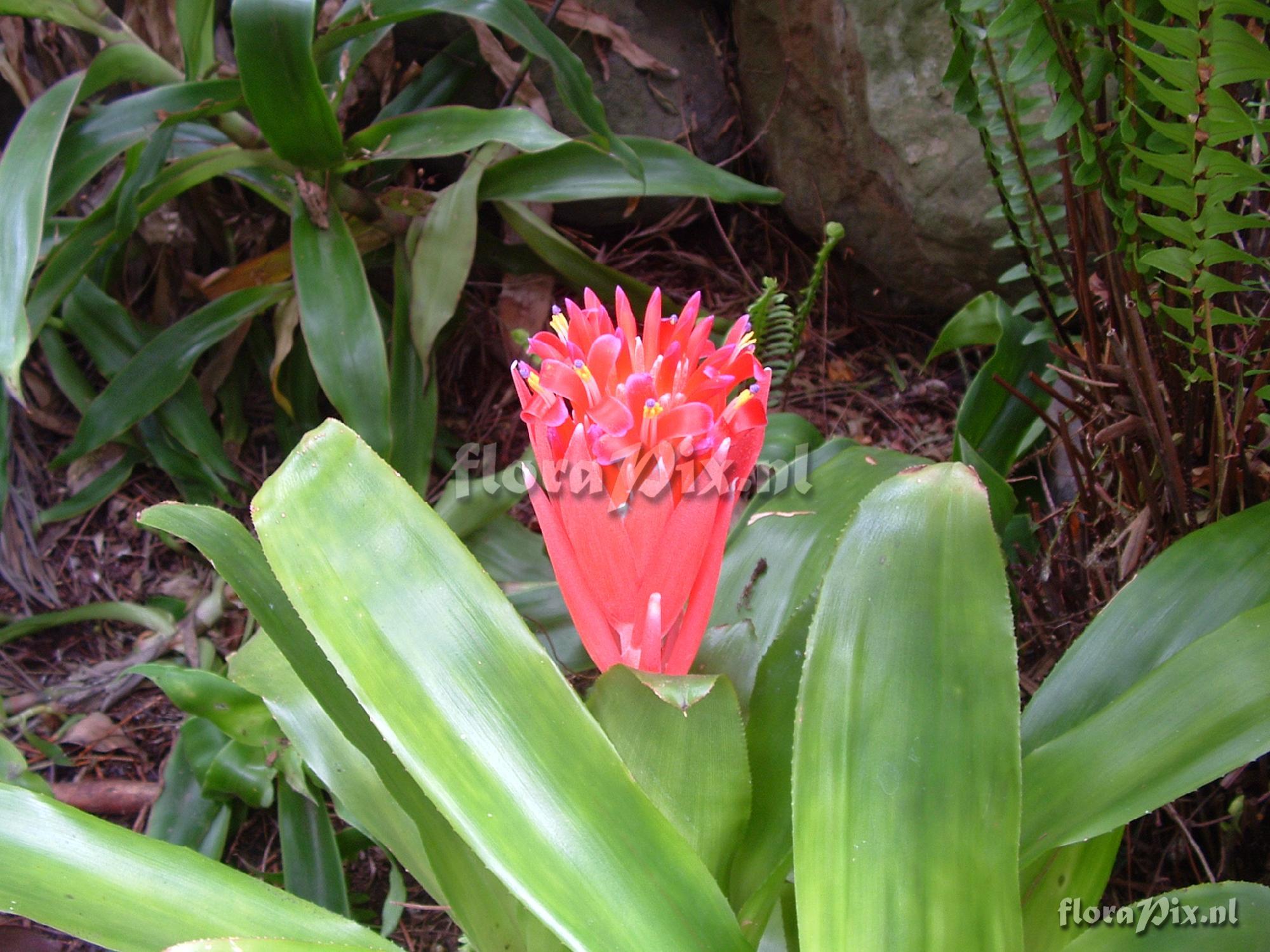 Billbergia concolor