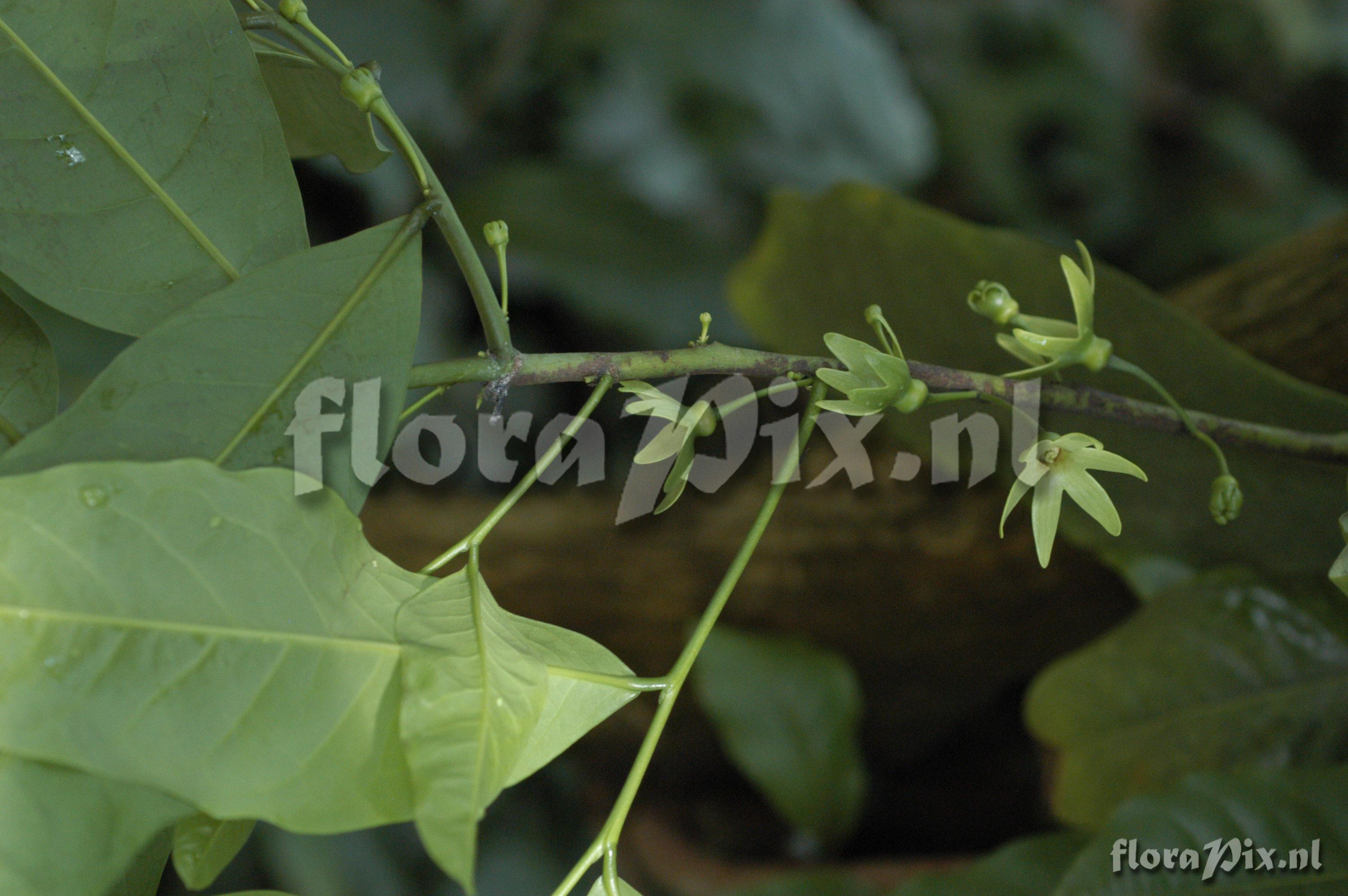 Isolona cooperi