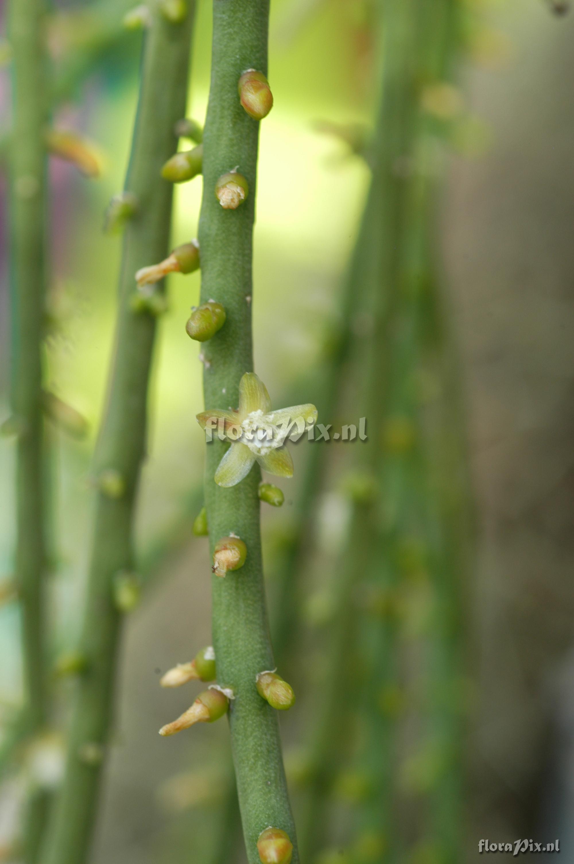 Rhipsalis aff sulcata