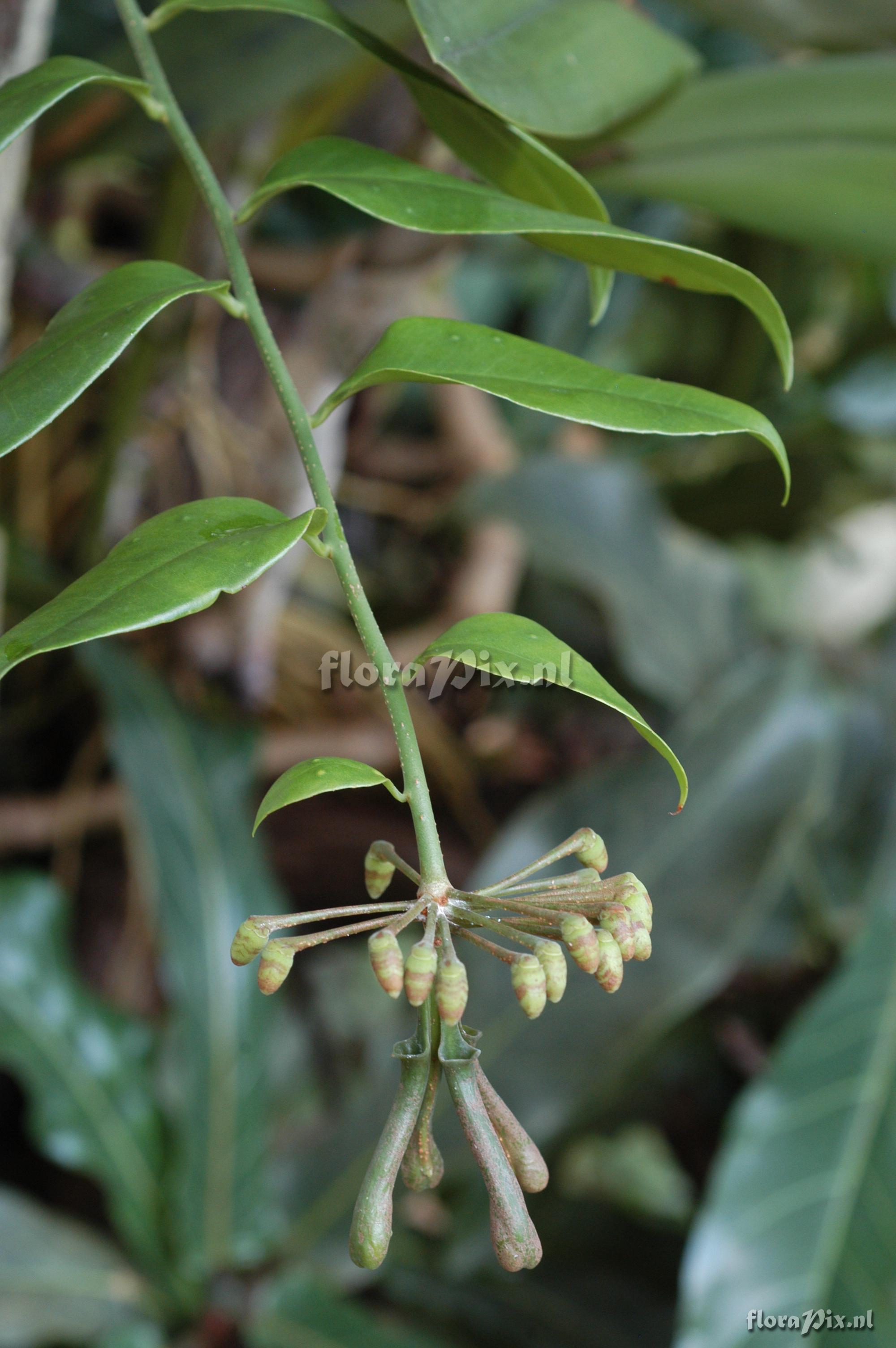 Marcgravia umbellata