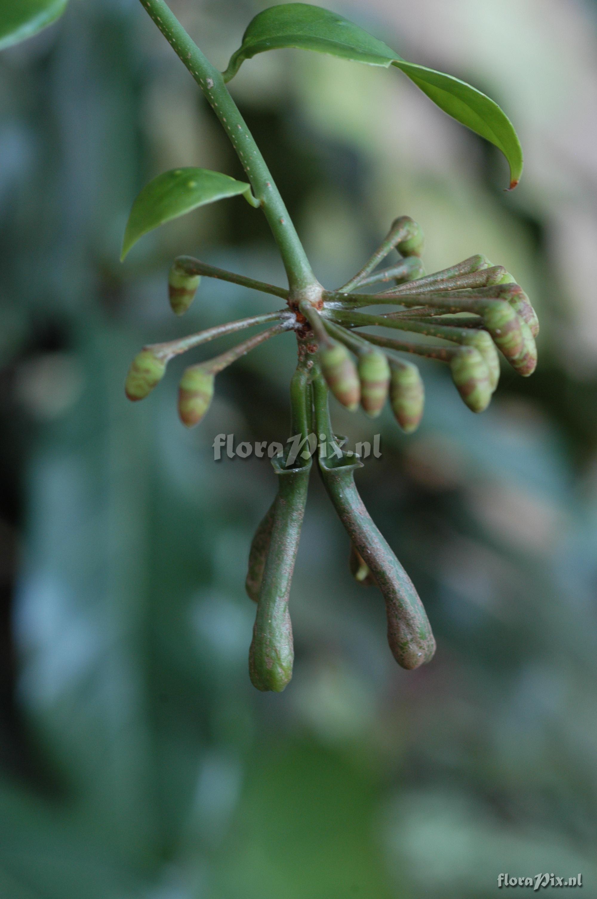 Marcgravia umbellata