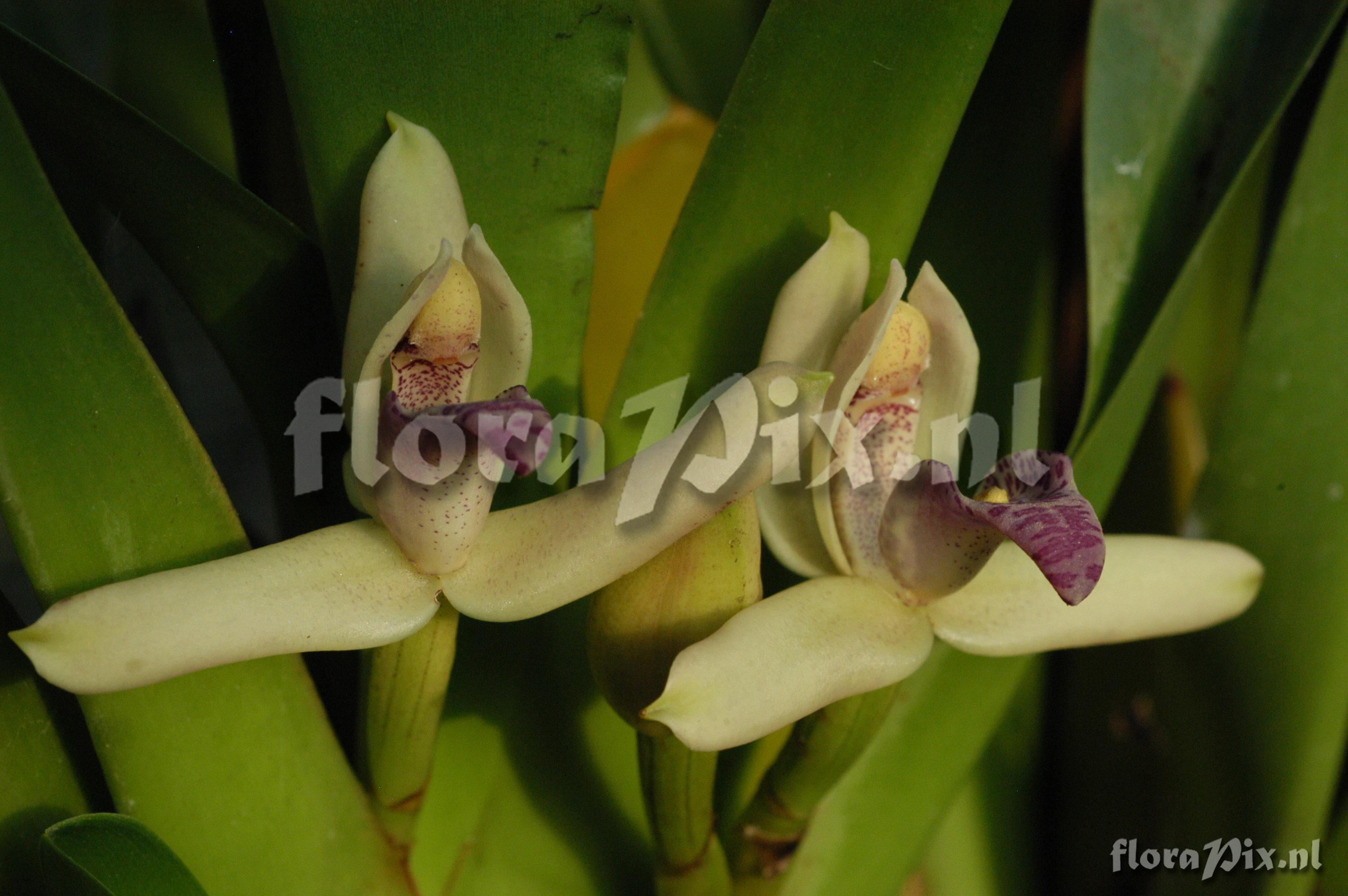 Maxillaria violaceo-punctata