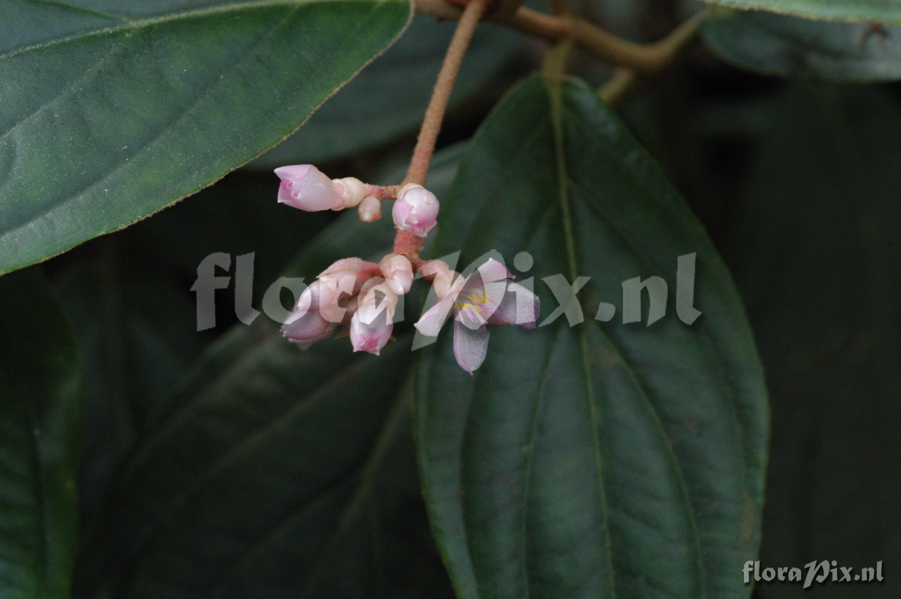 Medinilla venosa